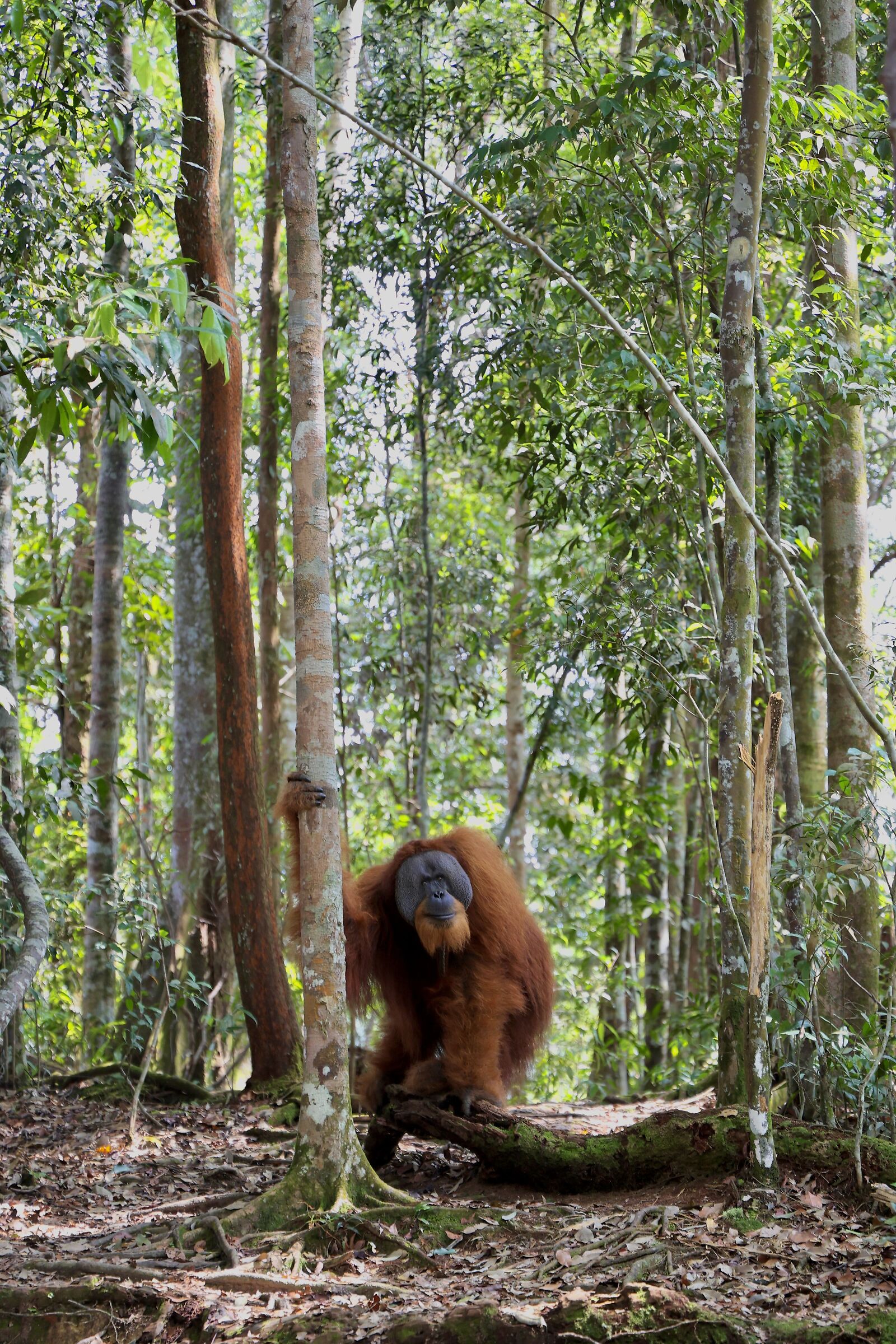 Orangutan in the forest