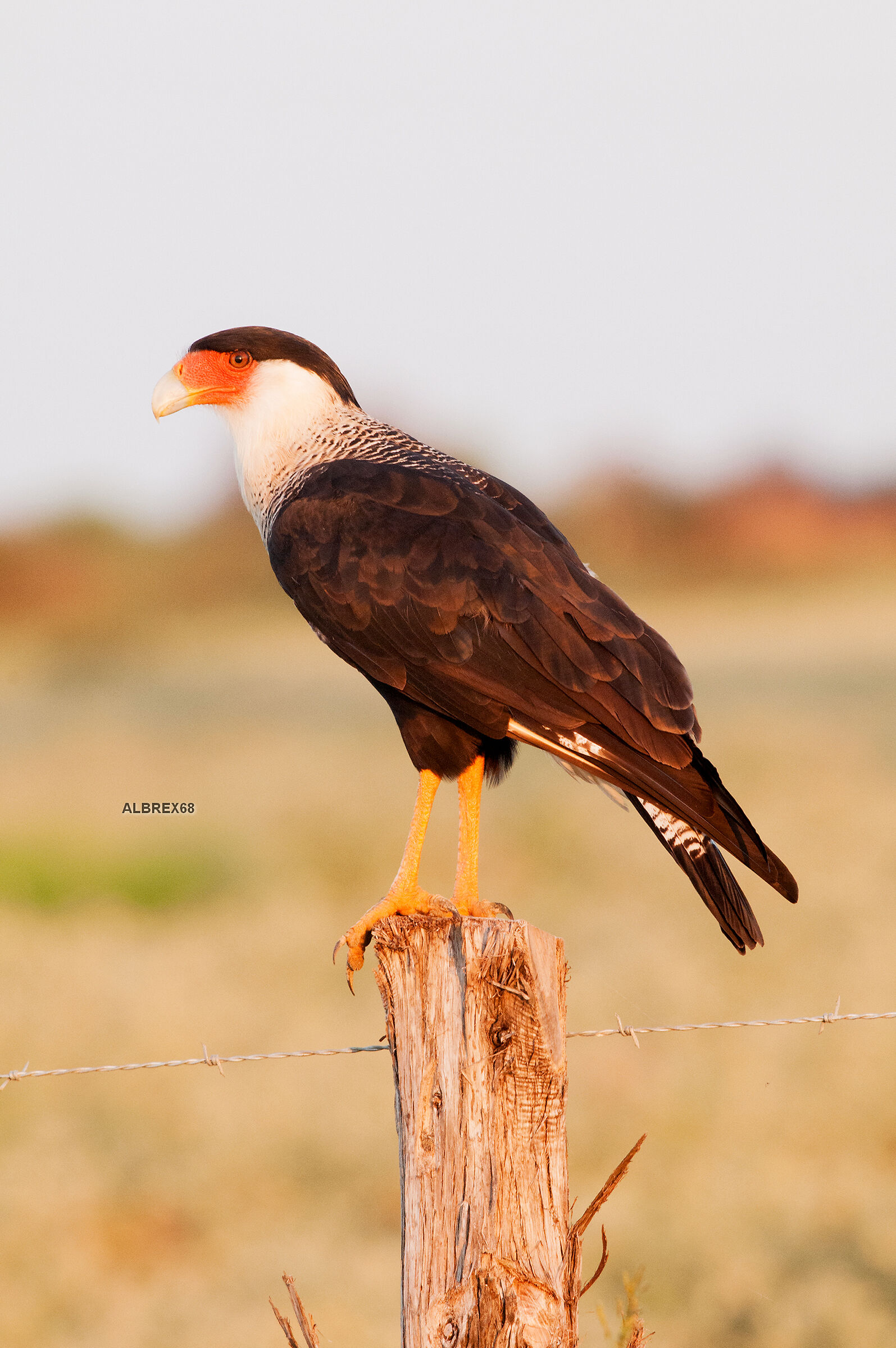 Crested Caracara