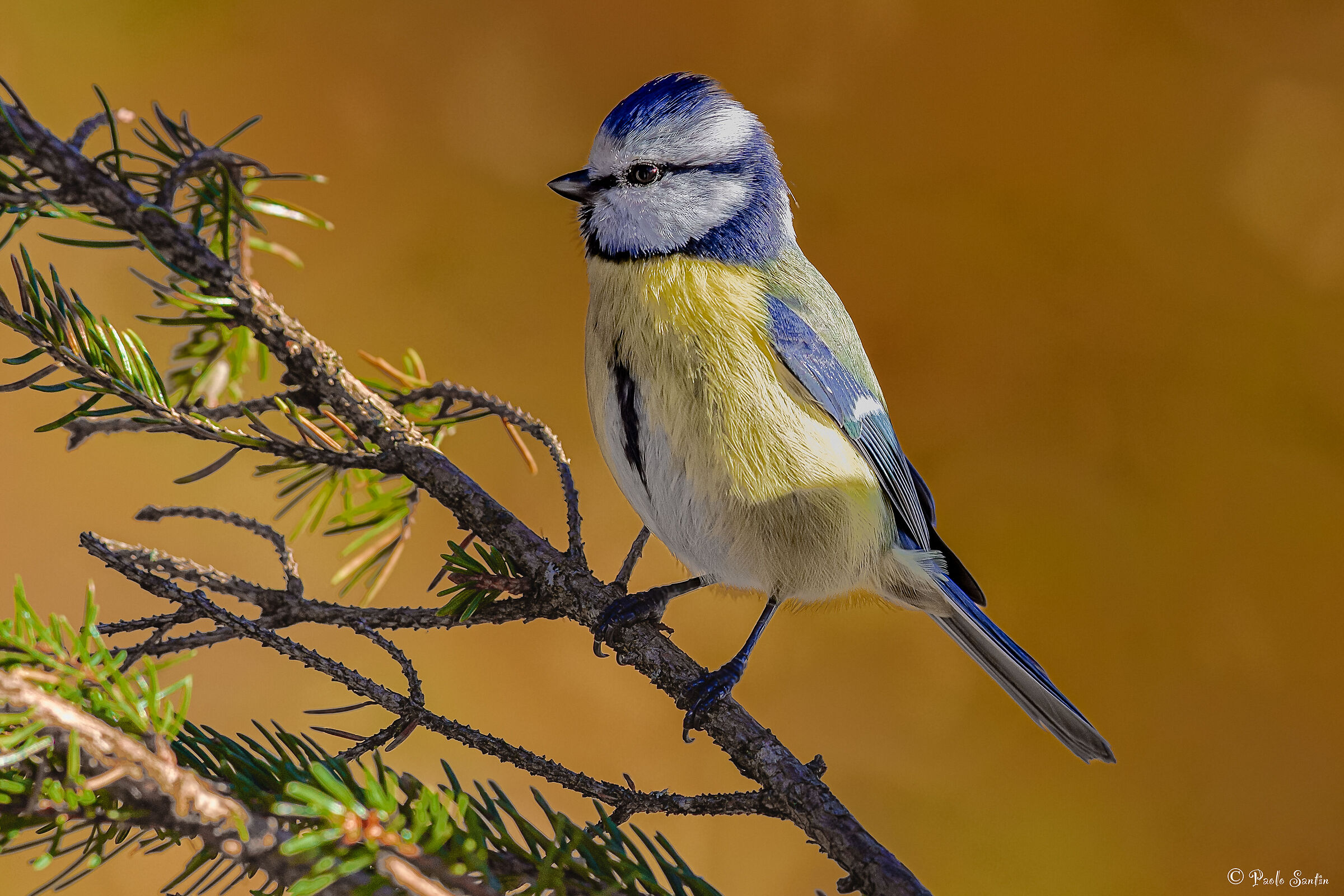 Blue on fir branches