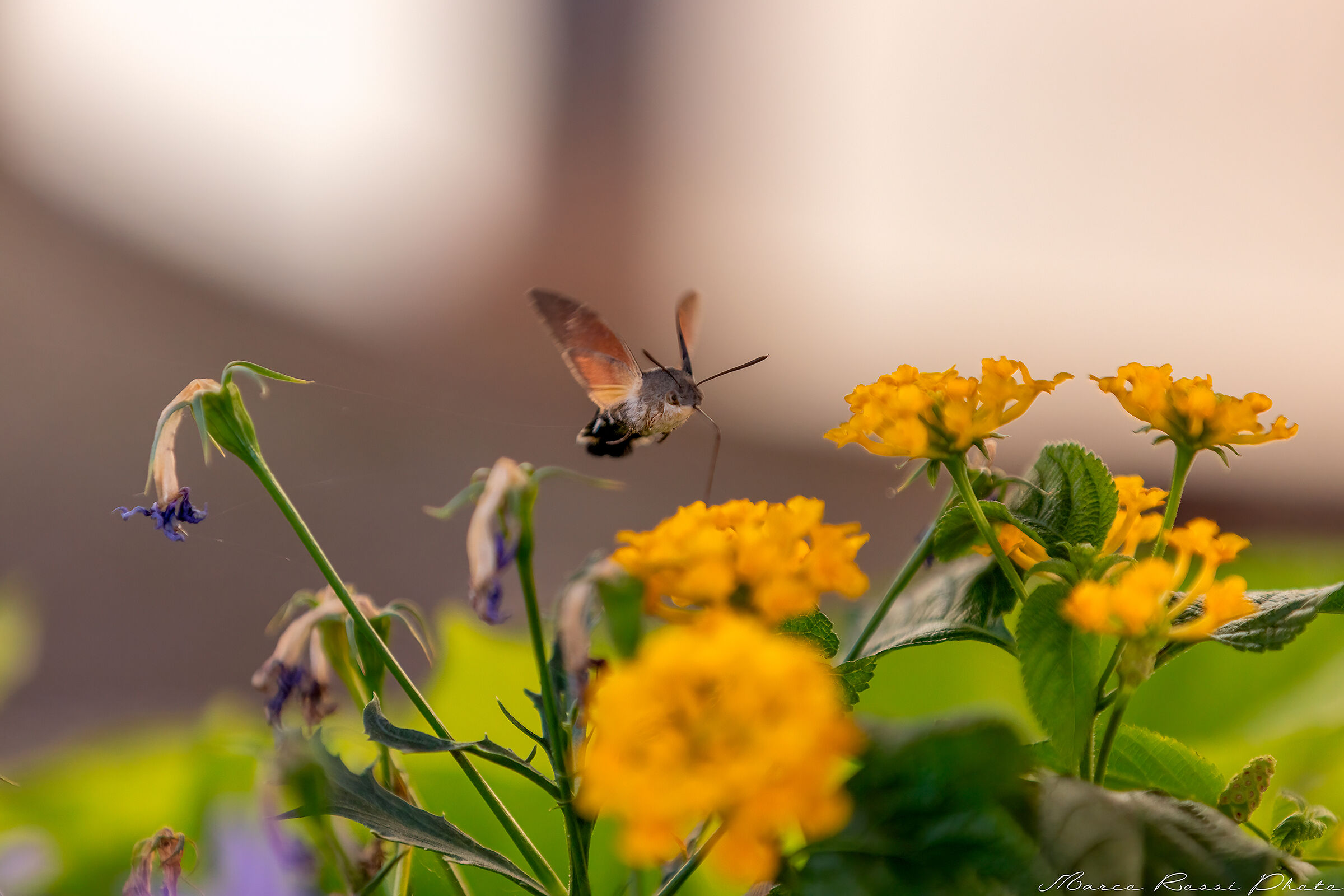 Rifornimento in volo