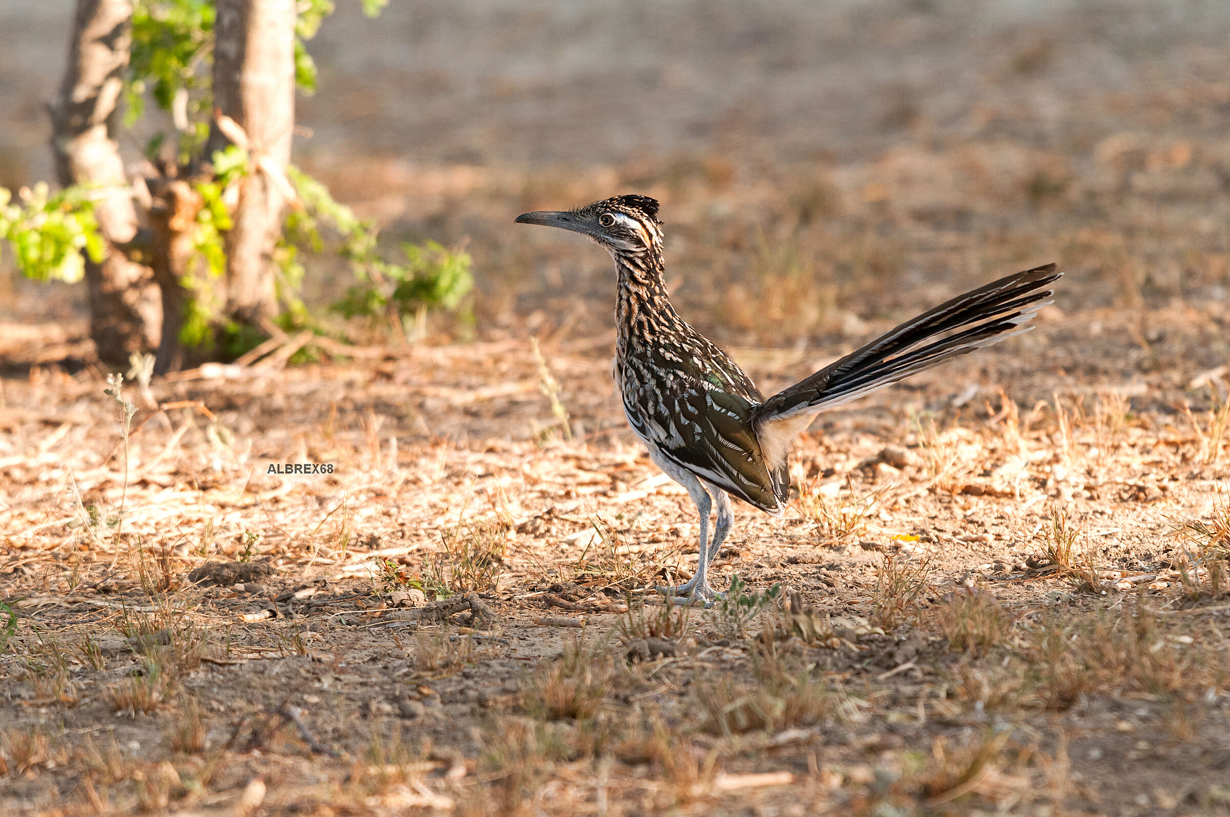 Roadrunner