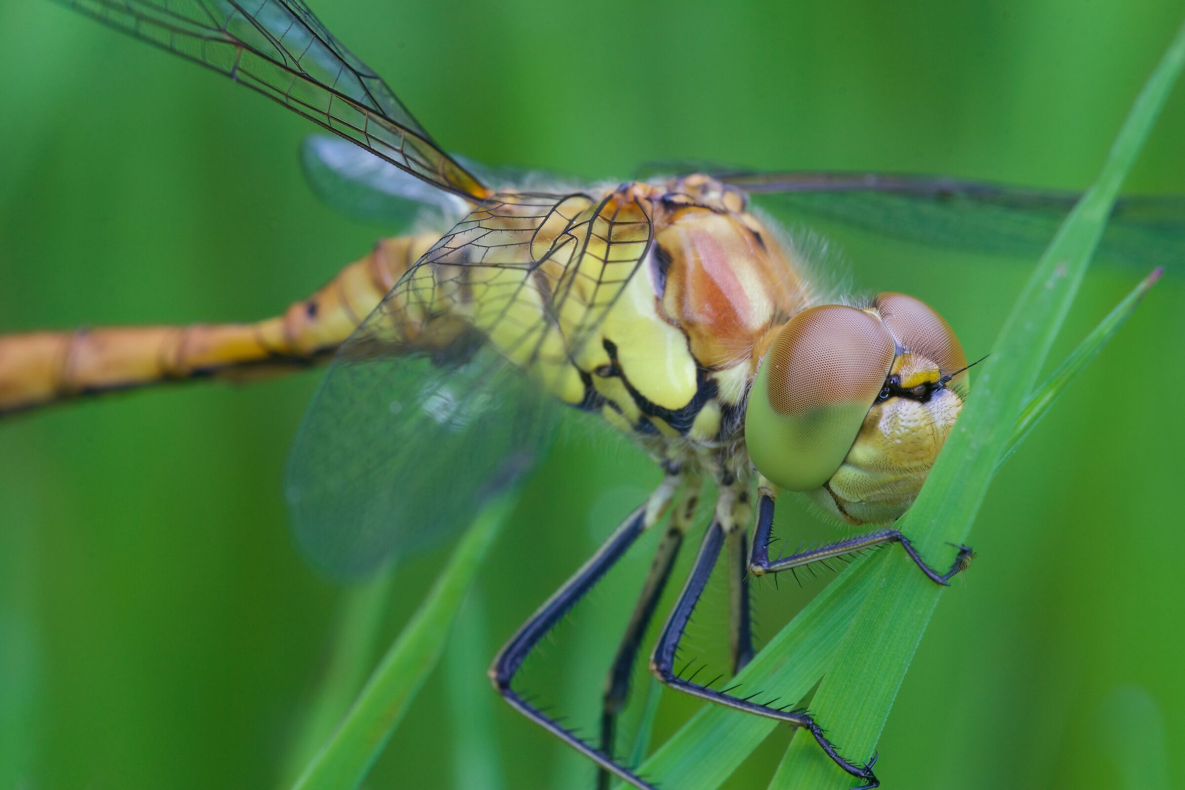 Sympetrum striolatum