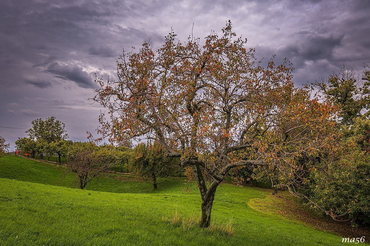 Wild apple tree