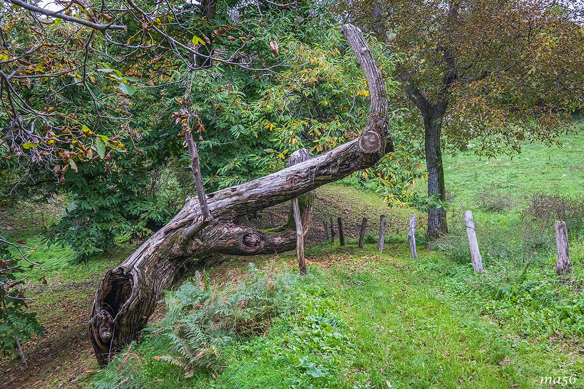 Old chestnut tree