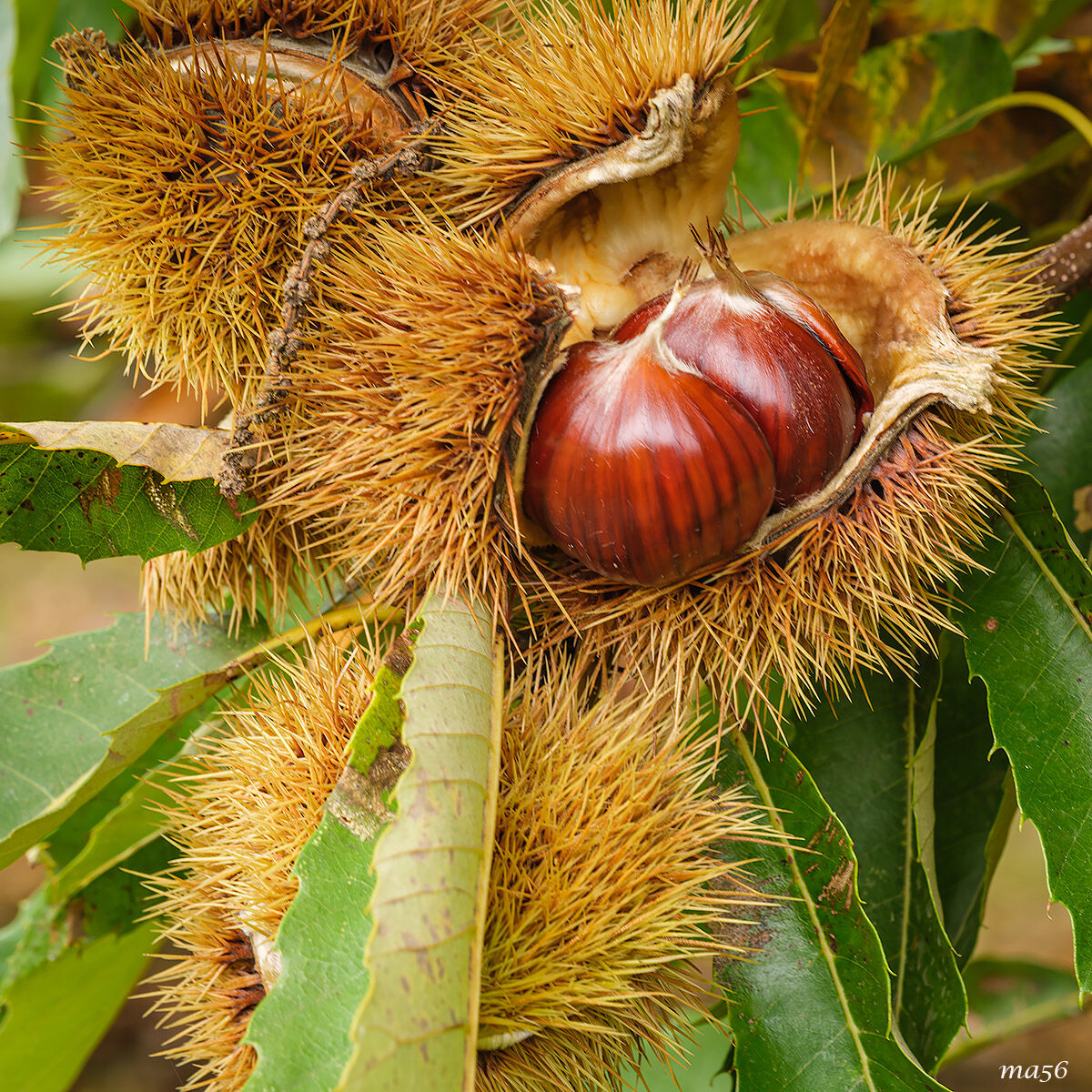 Chestnuts of S.Mauro