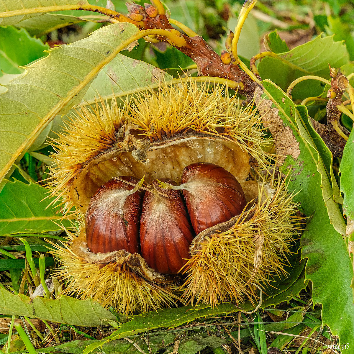 Chestnuts of S.Mauro