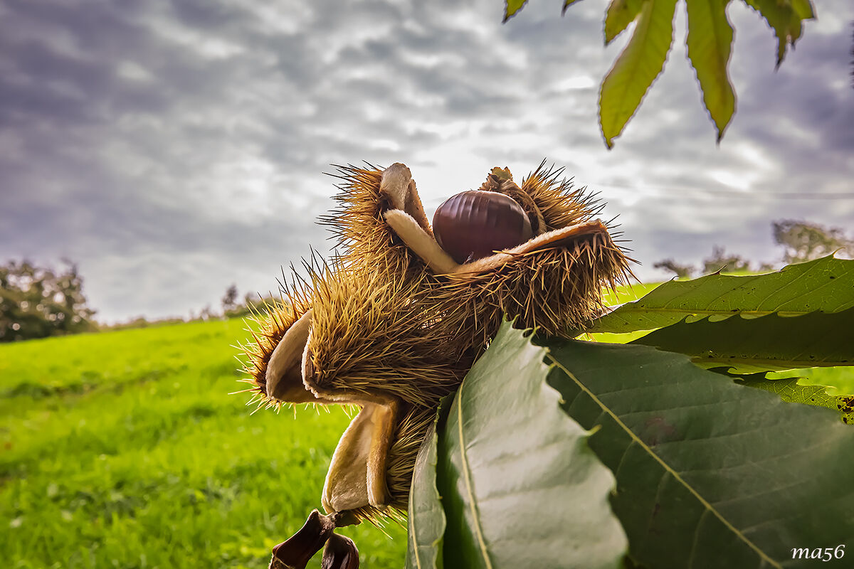 Chestnuts of S.Mauro