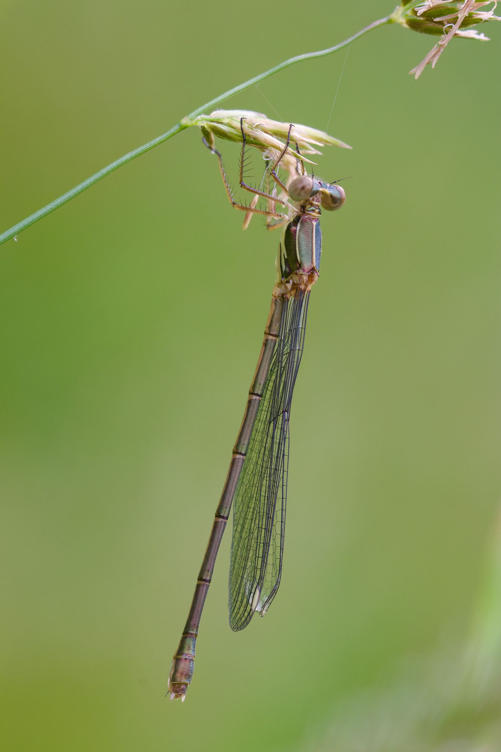 Chalcolestes viridis