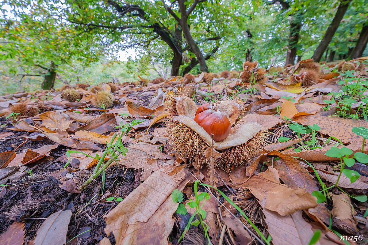 Chestnuts of S.Mauro