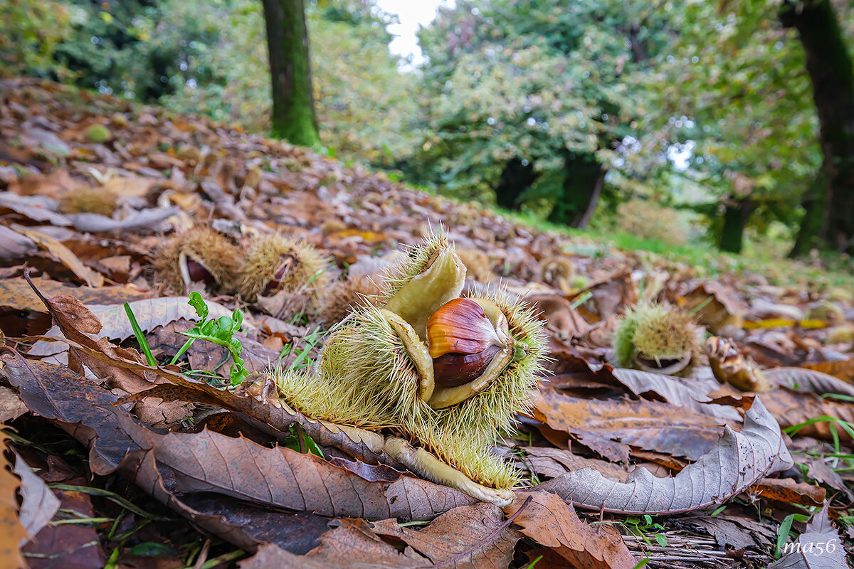 Chestnuts of San Mauro di Saline