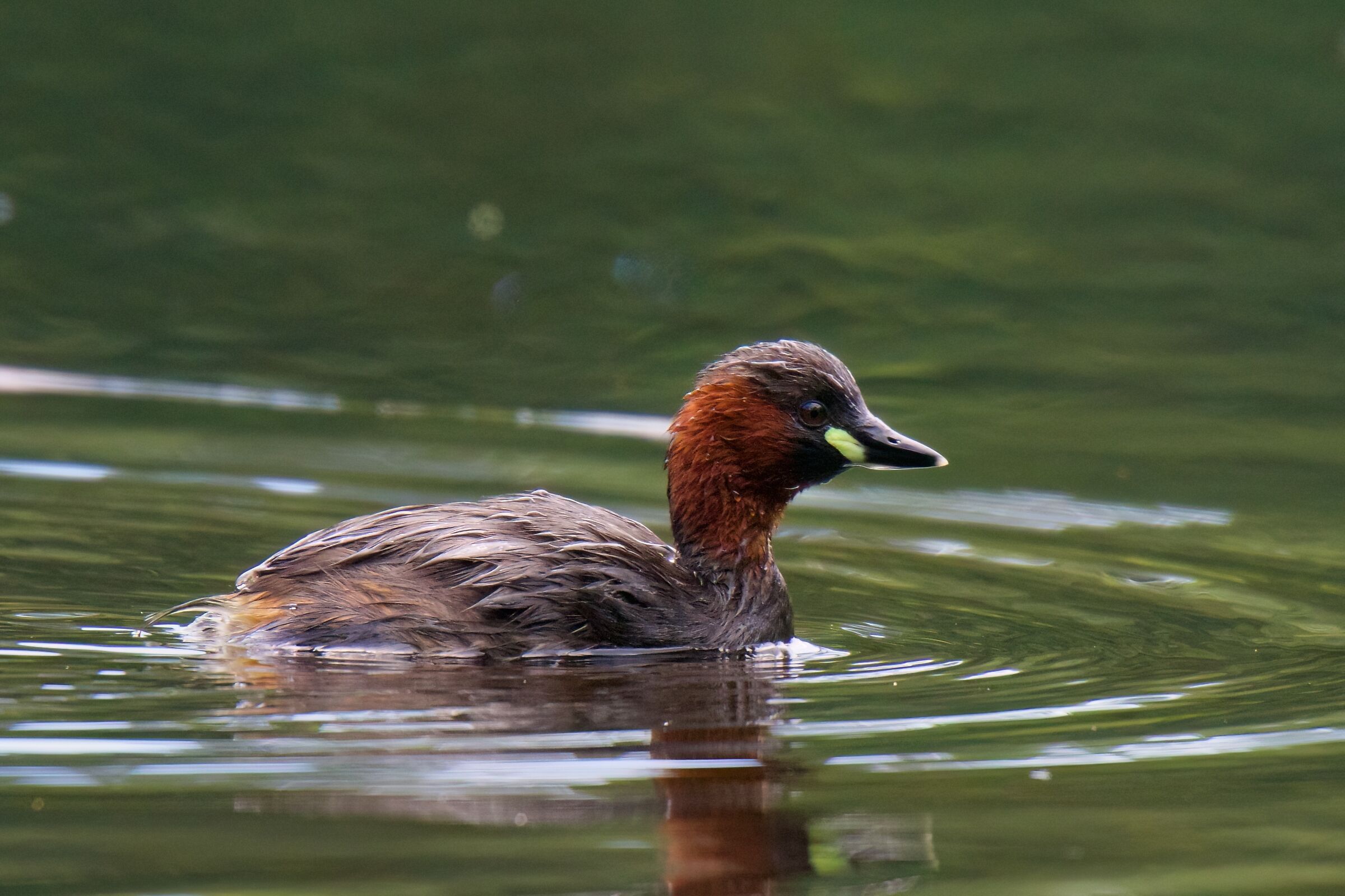 Tuffetto in abito nuziale