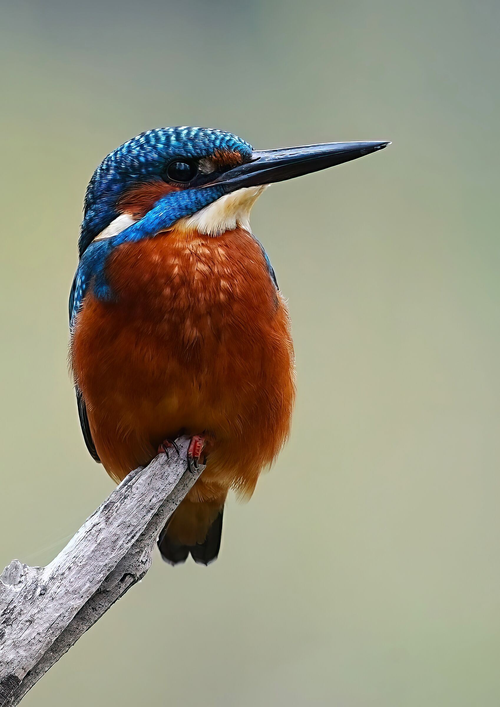 incontri ravvicinati-martin