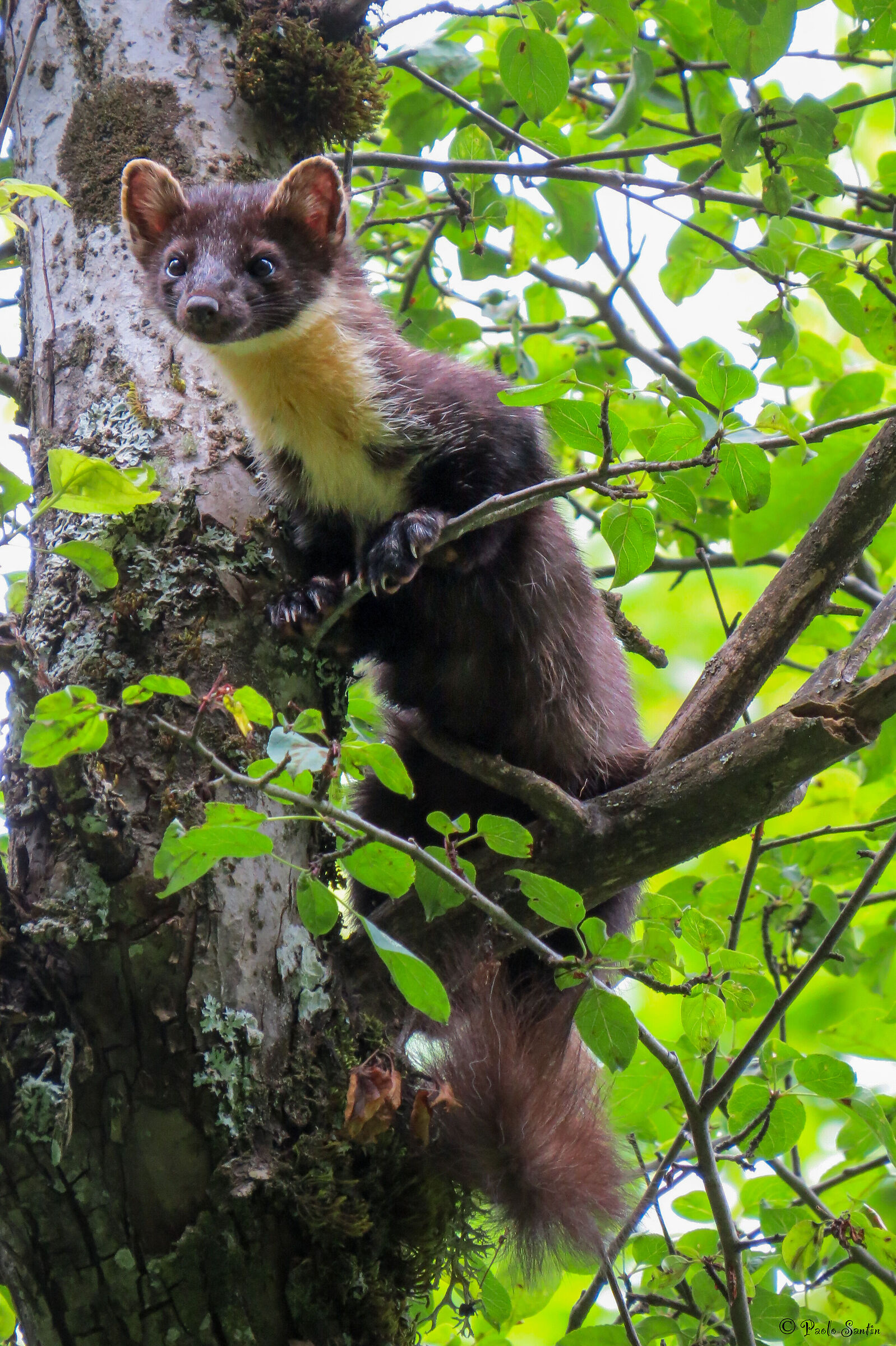 The Marten