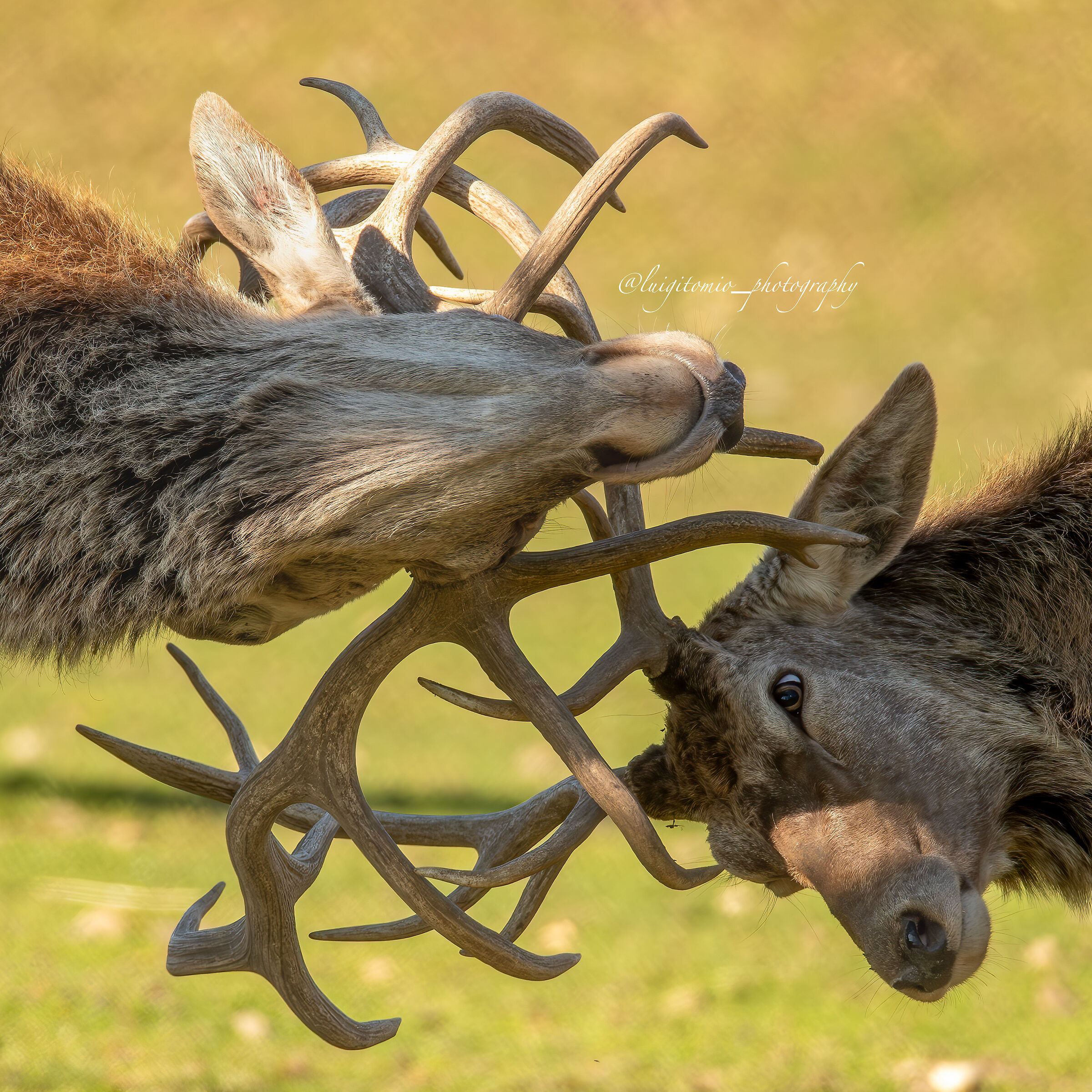 Deer, Antlers and Loves