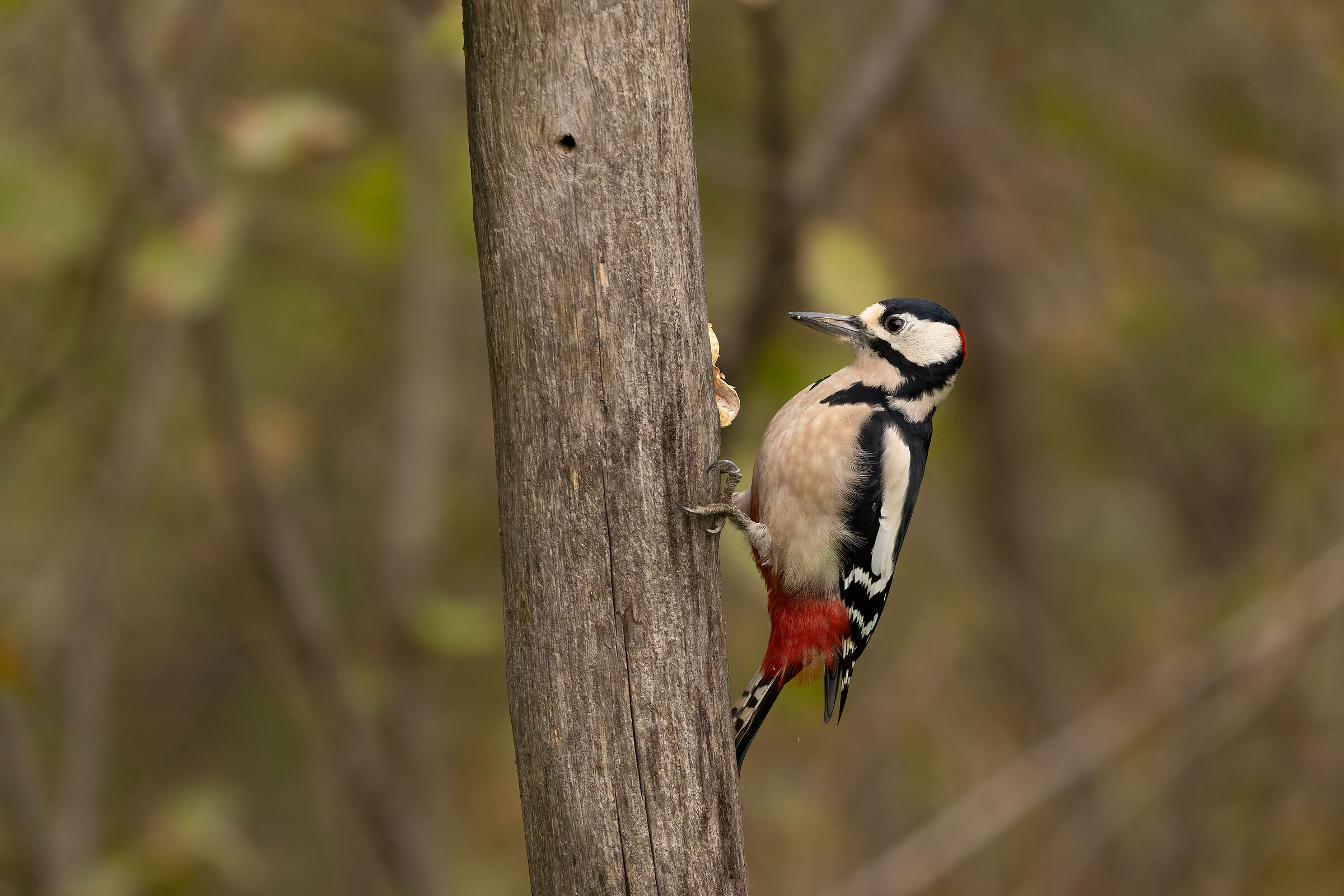 Great Spotted Woodpecker