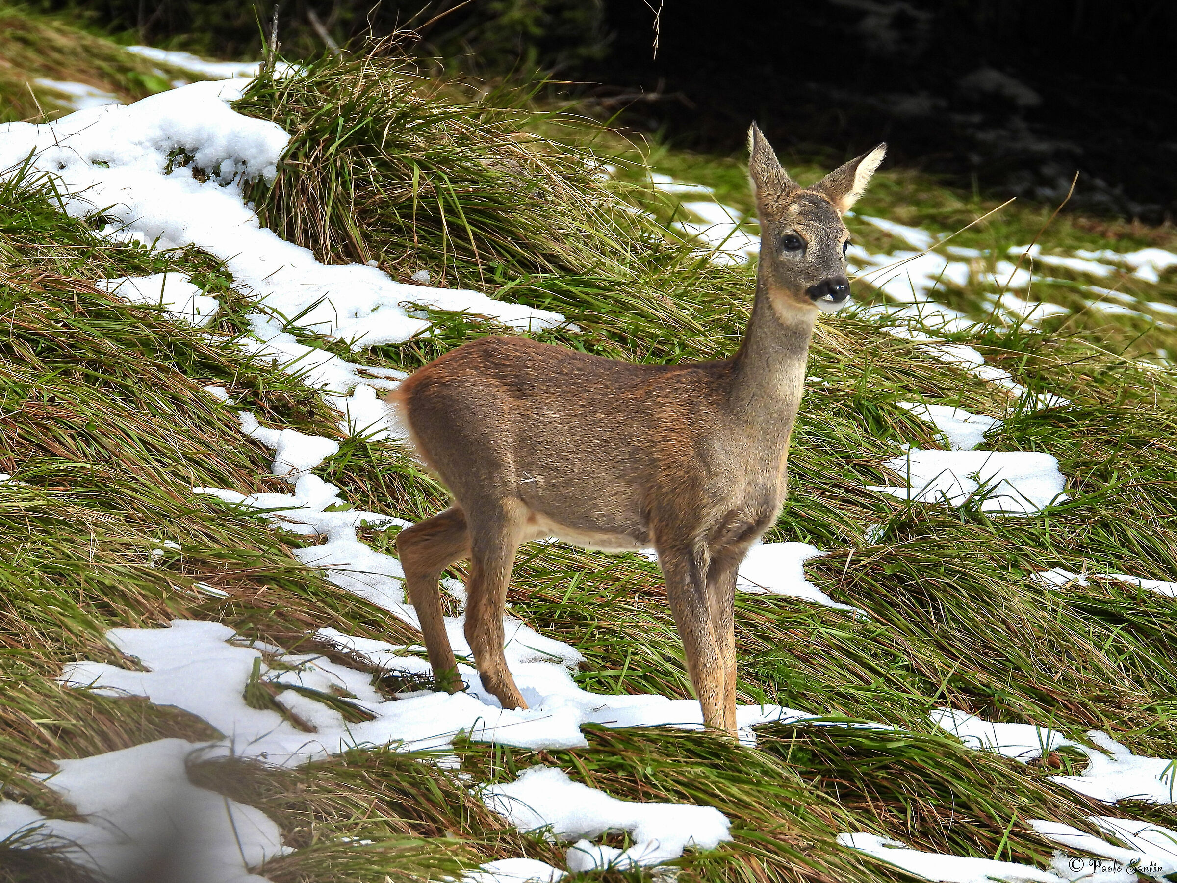 The little one from Capriolo has already seen the first snow