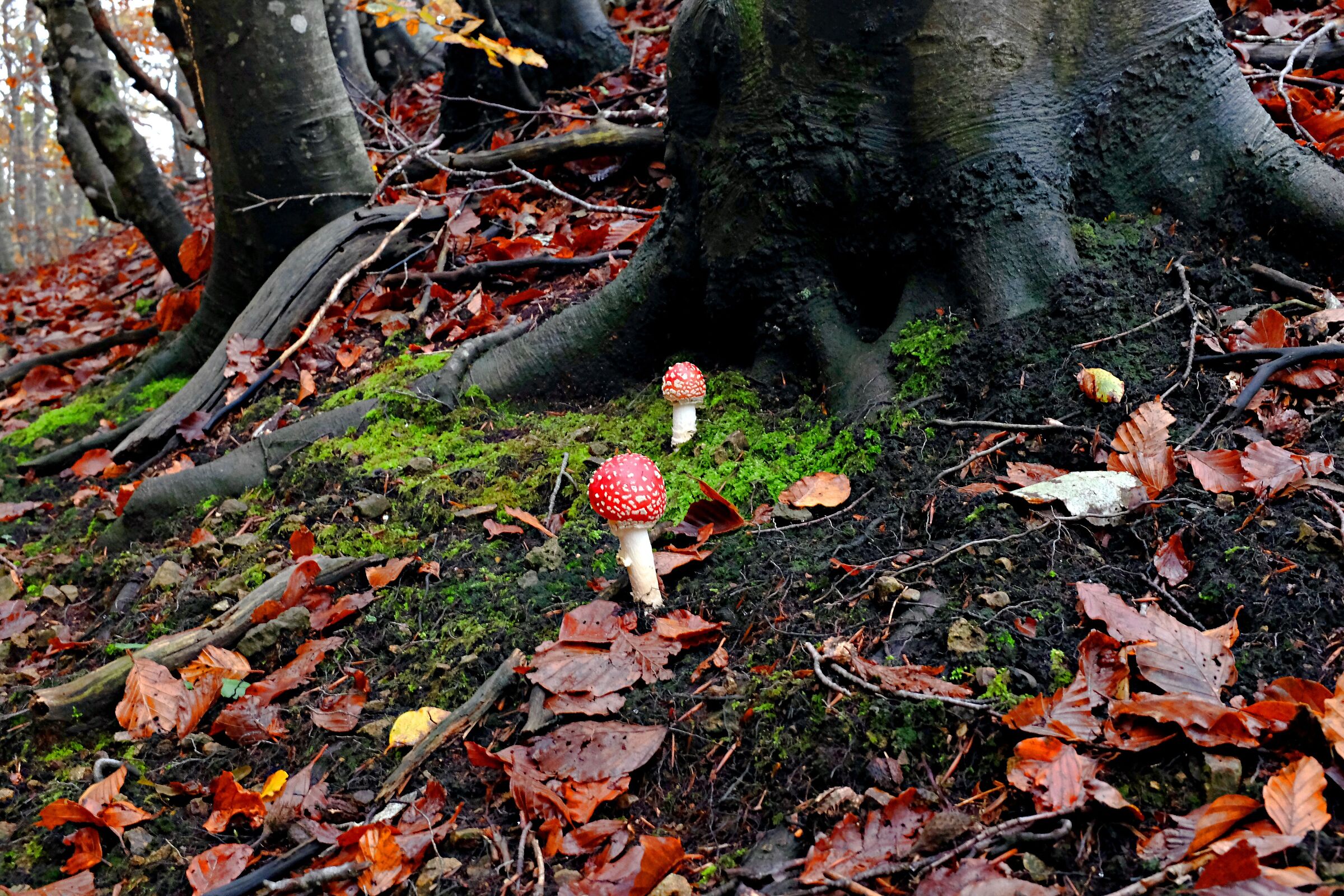 Unspoiled nature in autumn