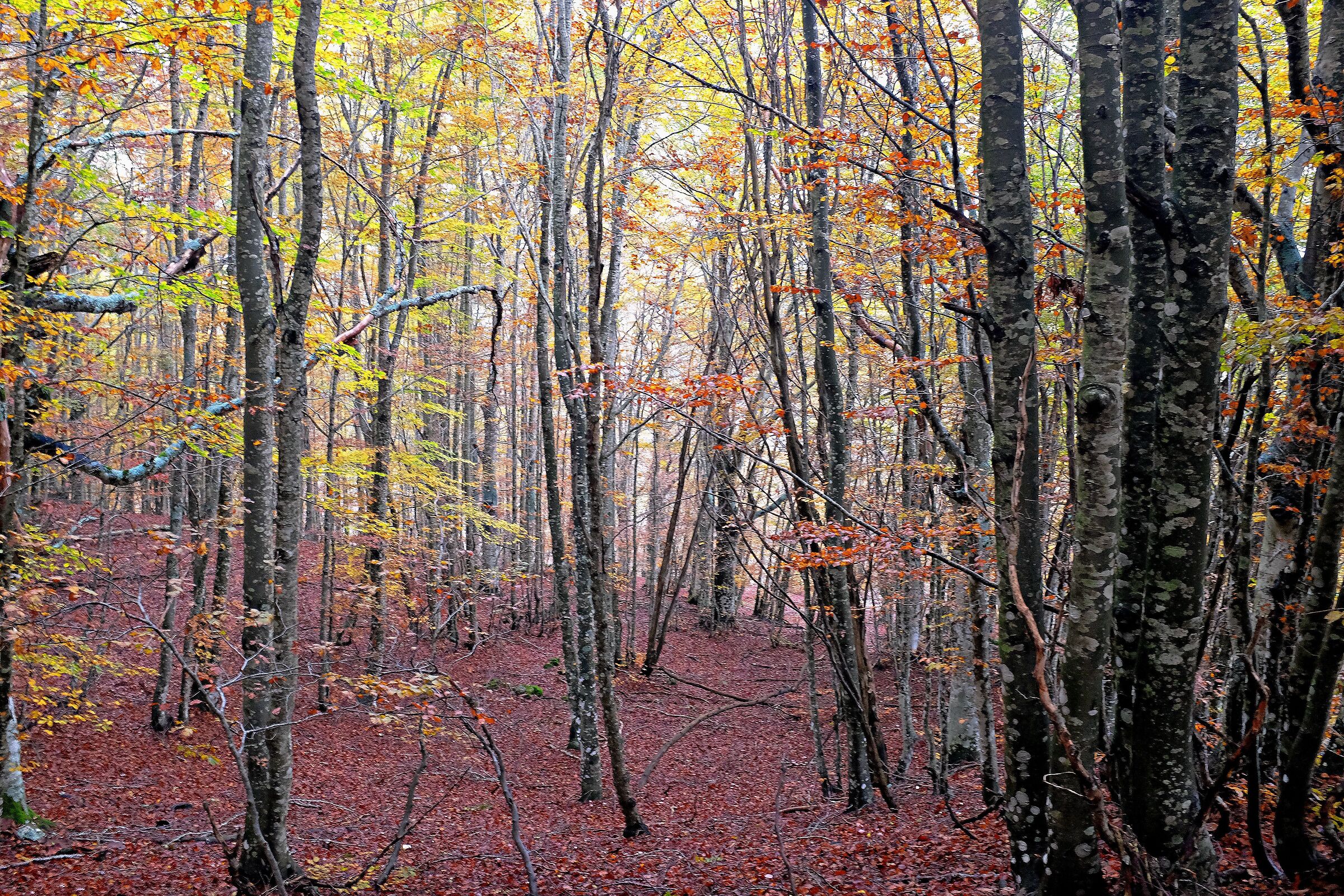 Perdersi nei colori del bosco