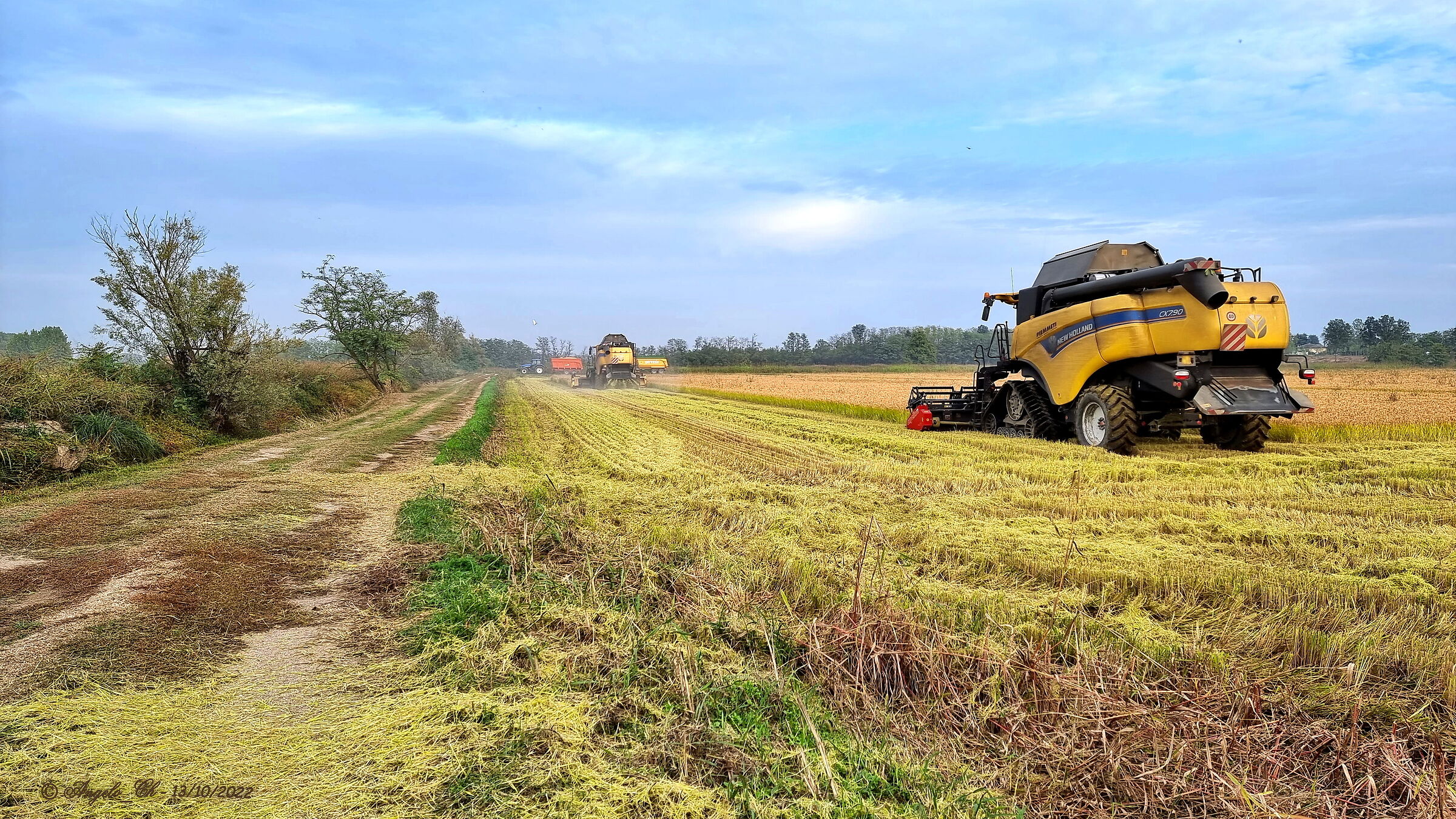 The rice harvest