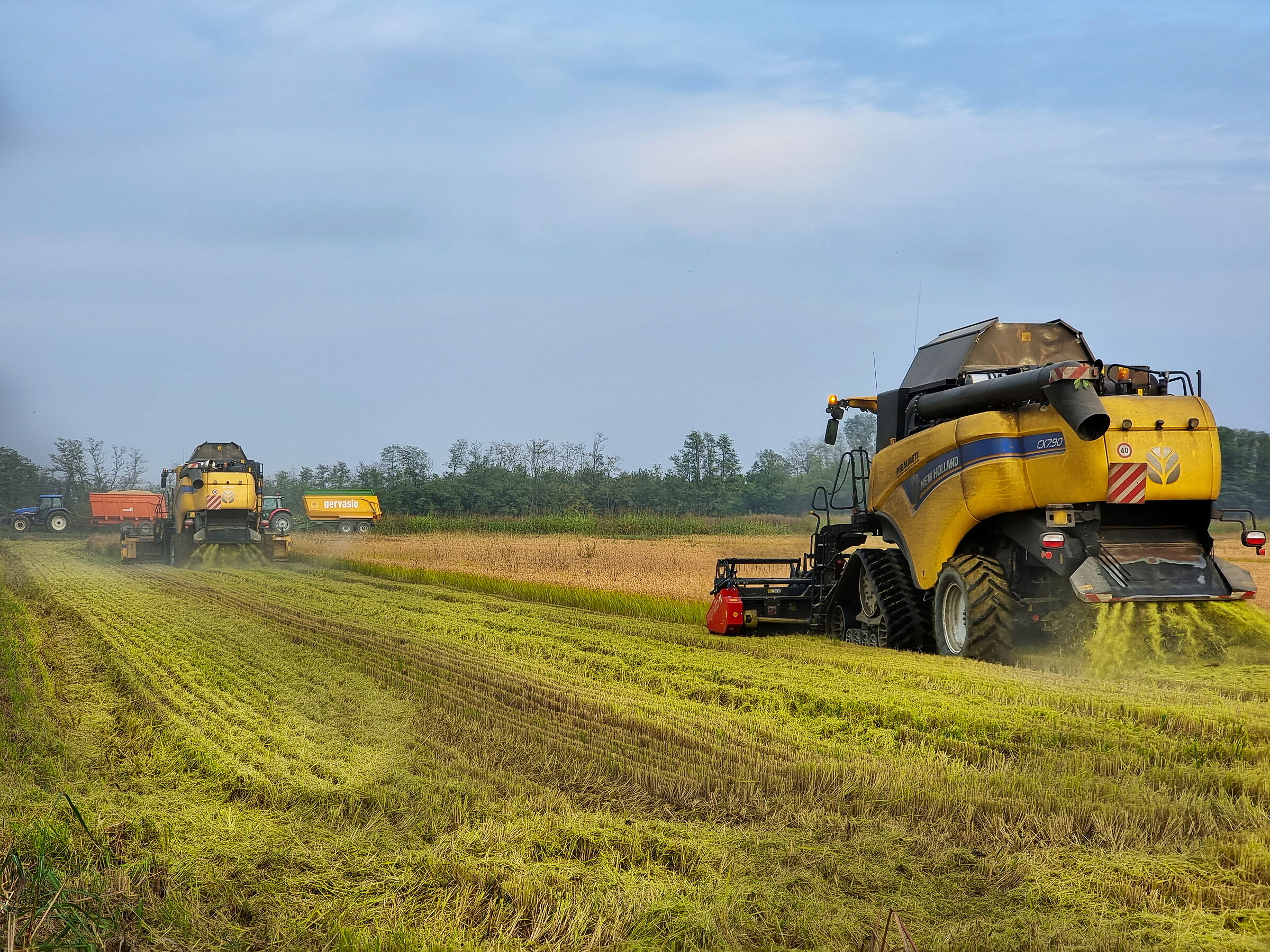 The Rice Harvest 2