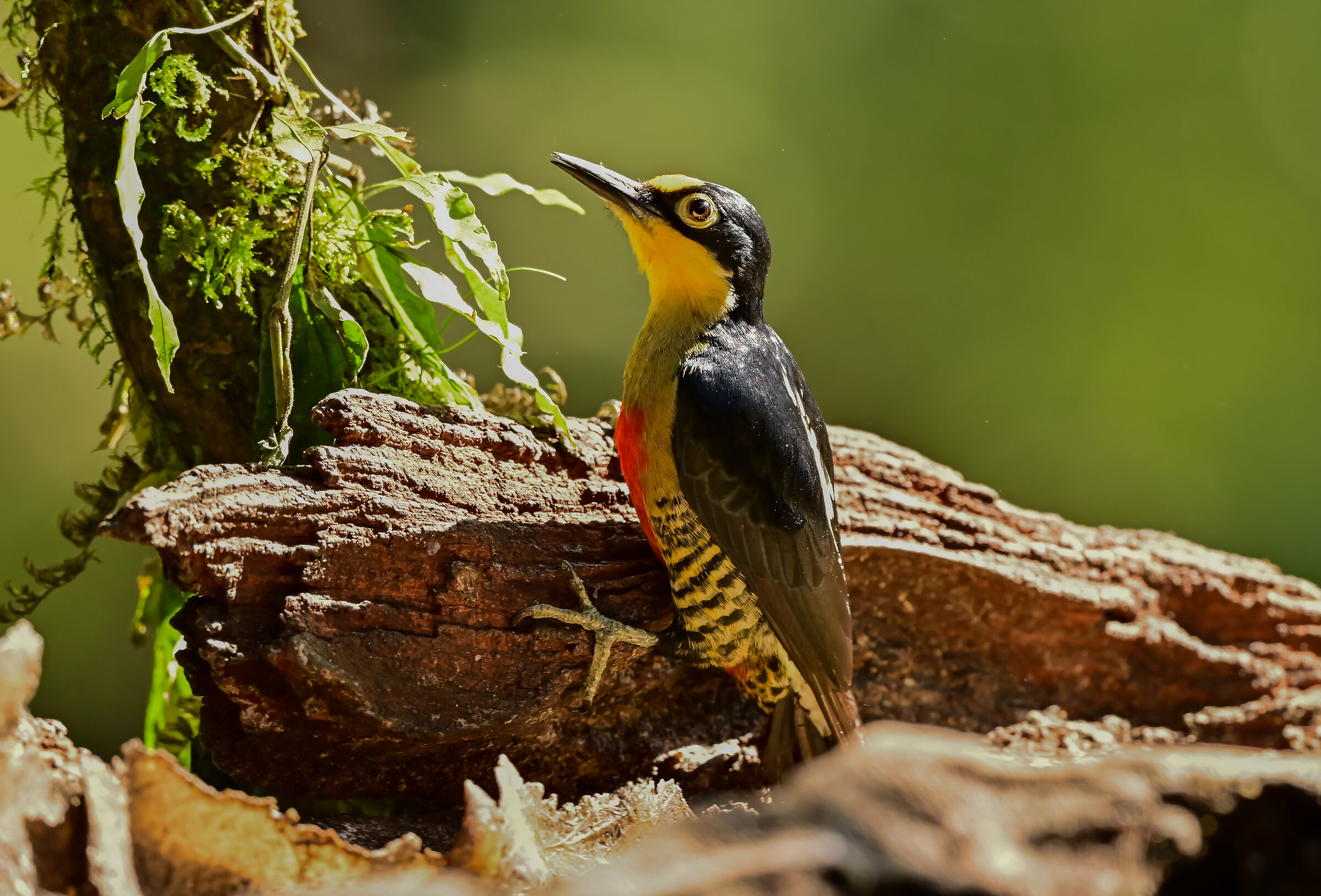 The yellow-fronted woodpecker