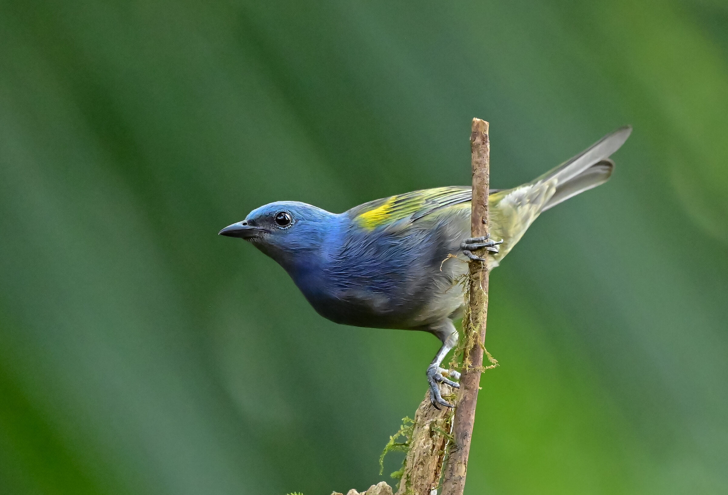 The golden-shouldered tangara