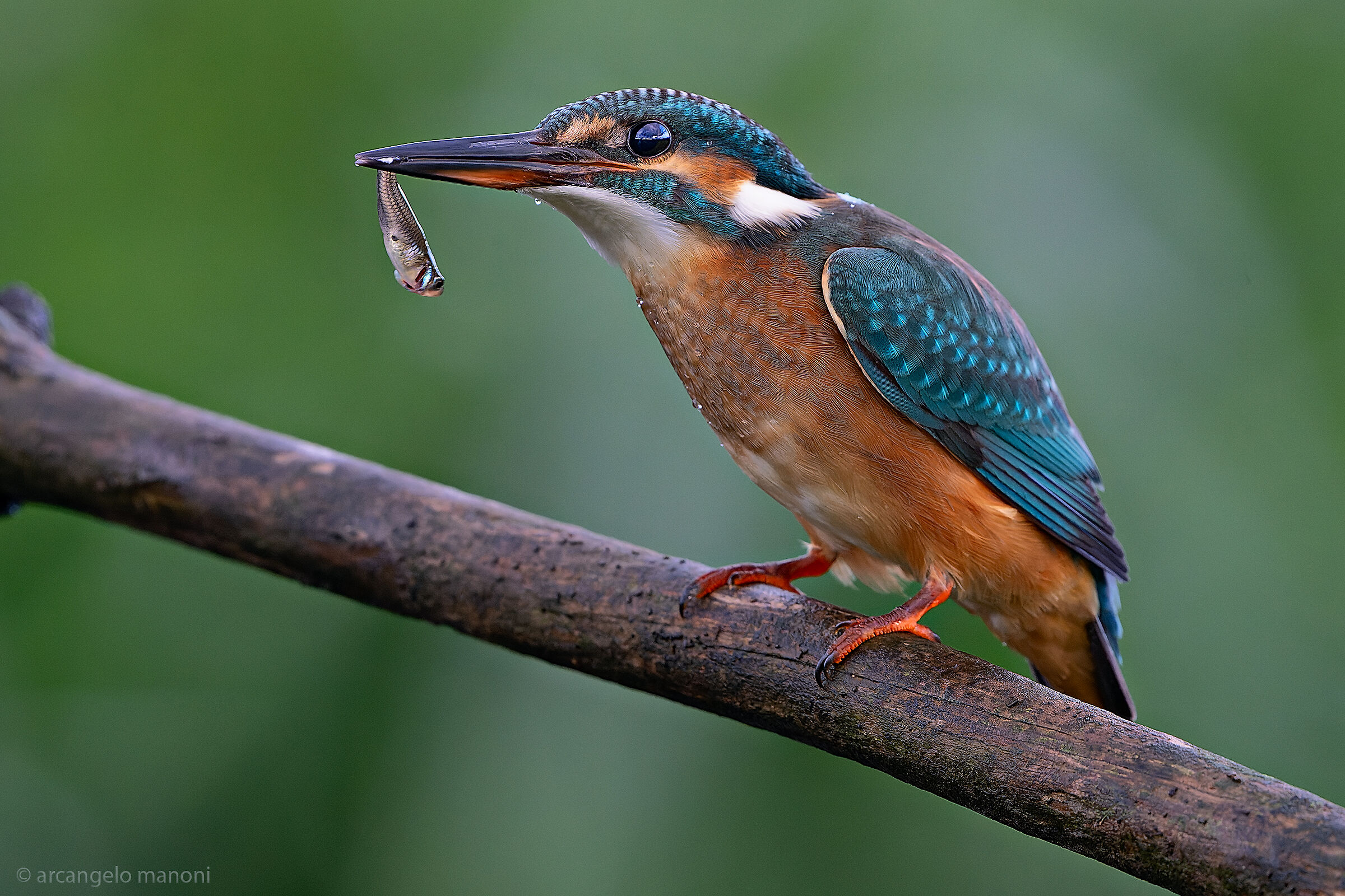 Arriva la bomba d'acqua! Devo sbrigarmi a pescare