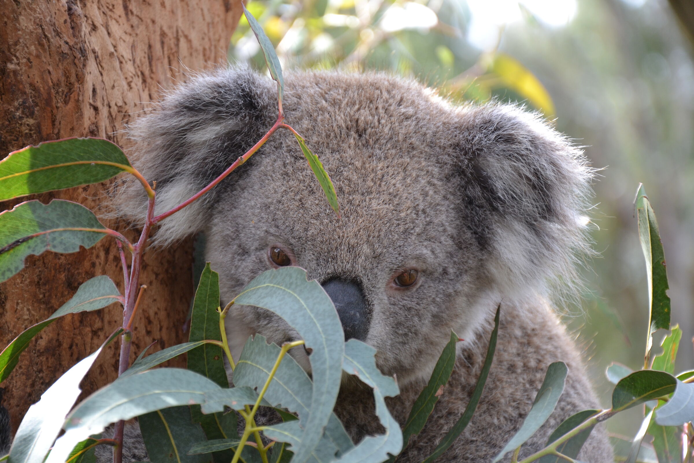 Australia