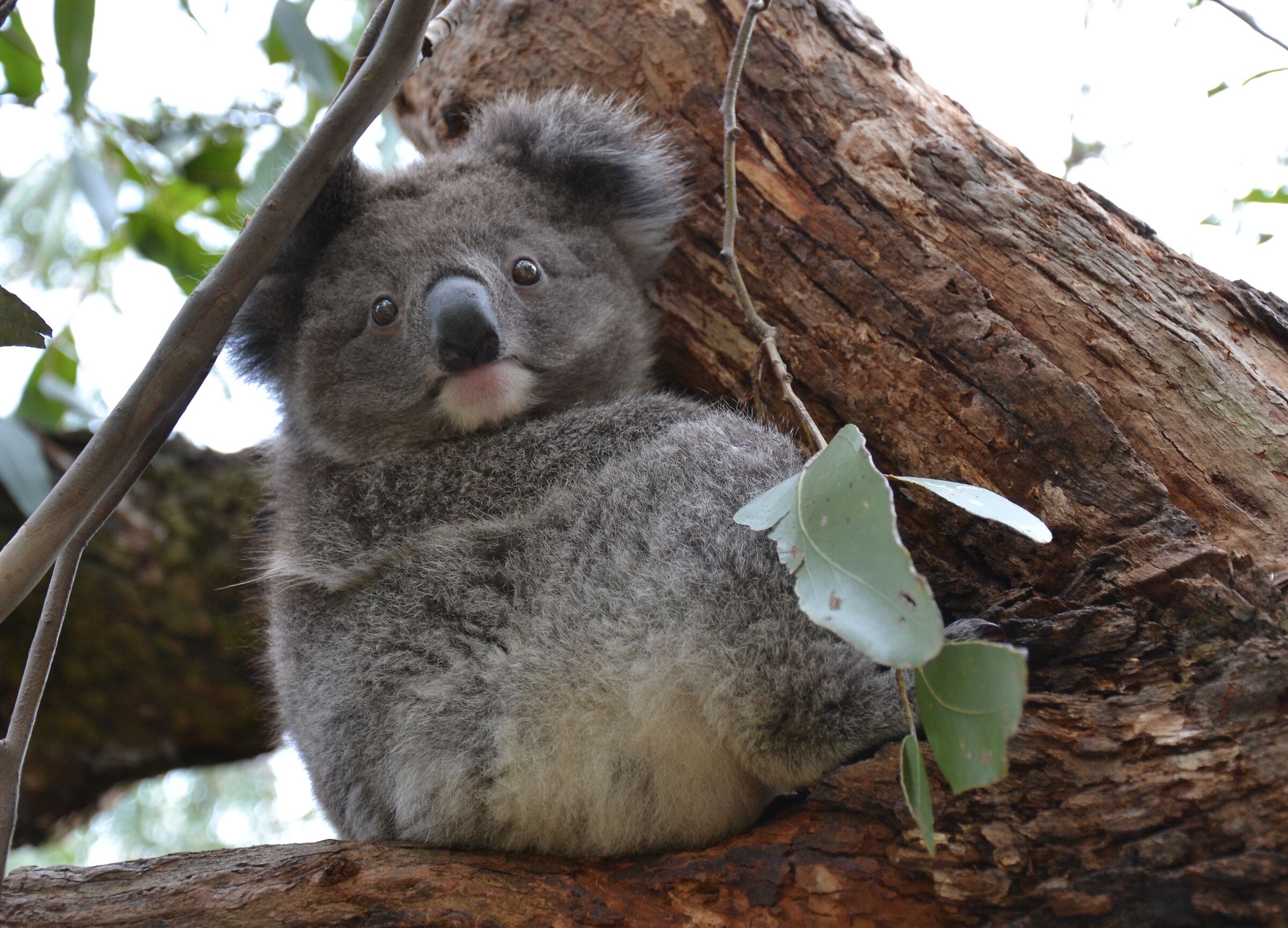 Australia