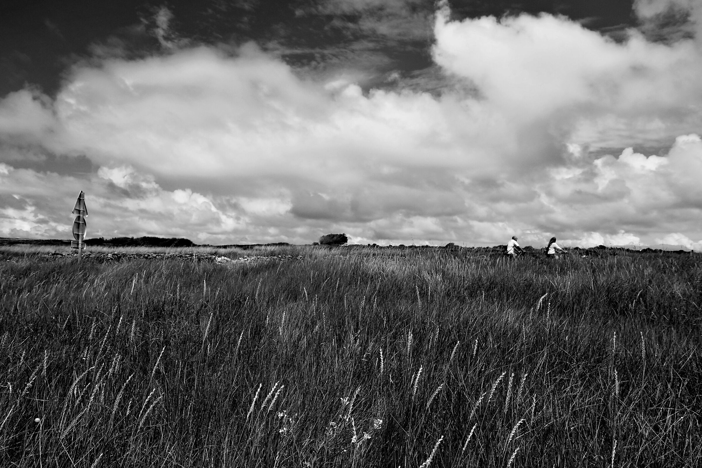 QUIBERON - COTE SAUVAGE 06-23