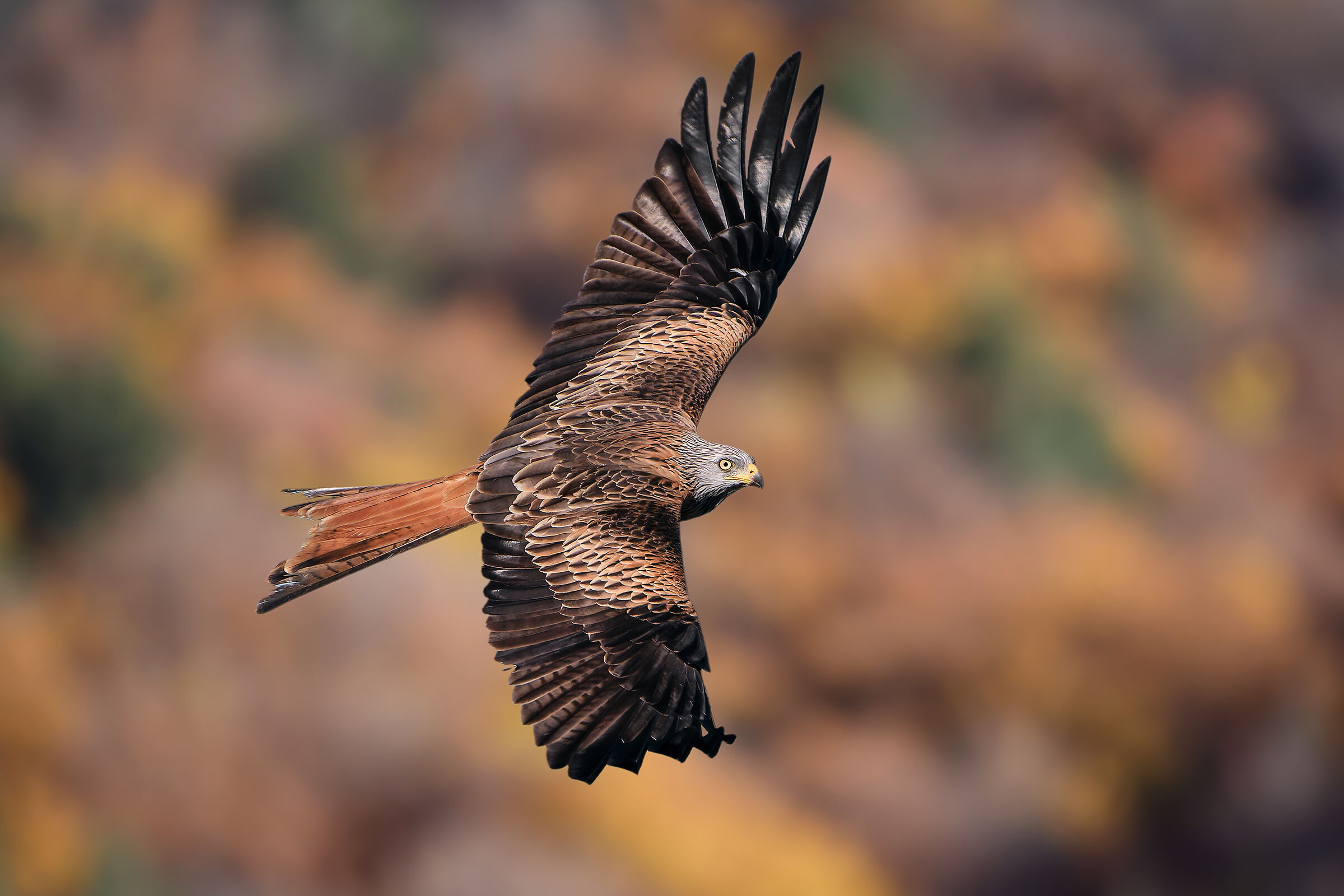 Red kite