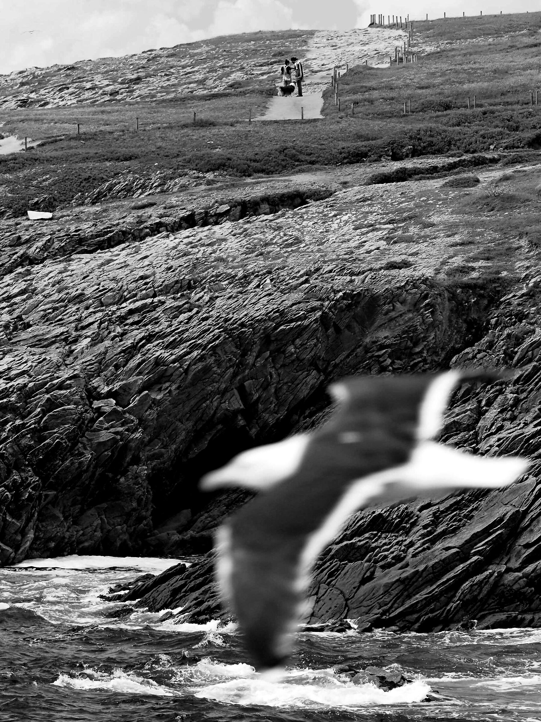 QUIBERON - COTE SAUVAGE 06-2023