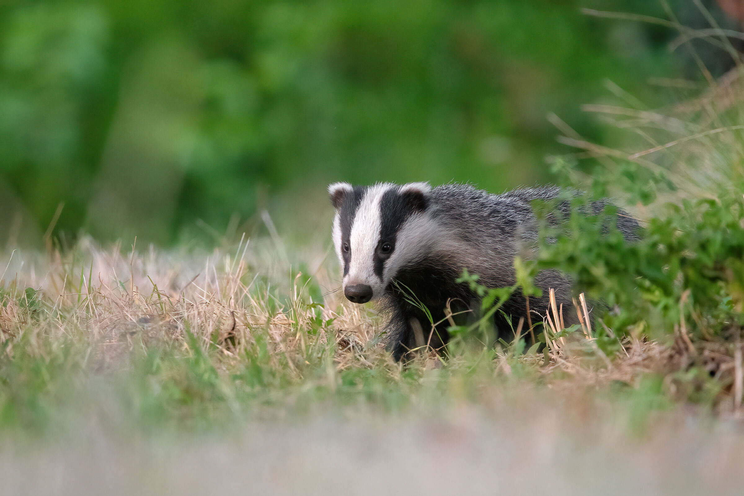 Badger - Meles meles - Badger (Tuscany - July 2024)