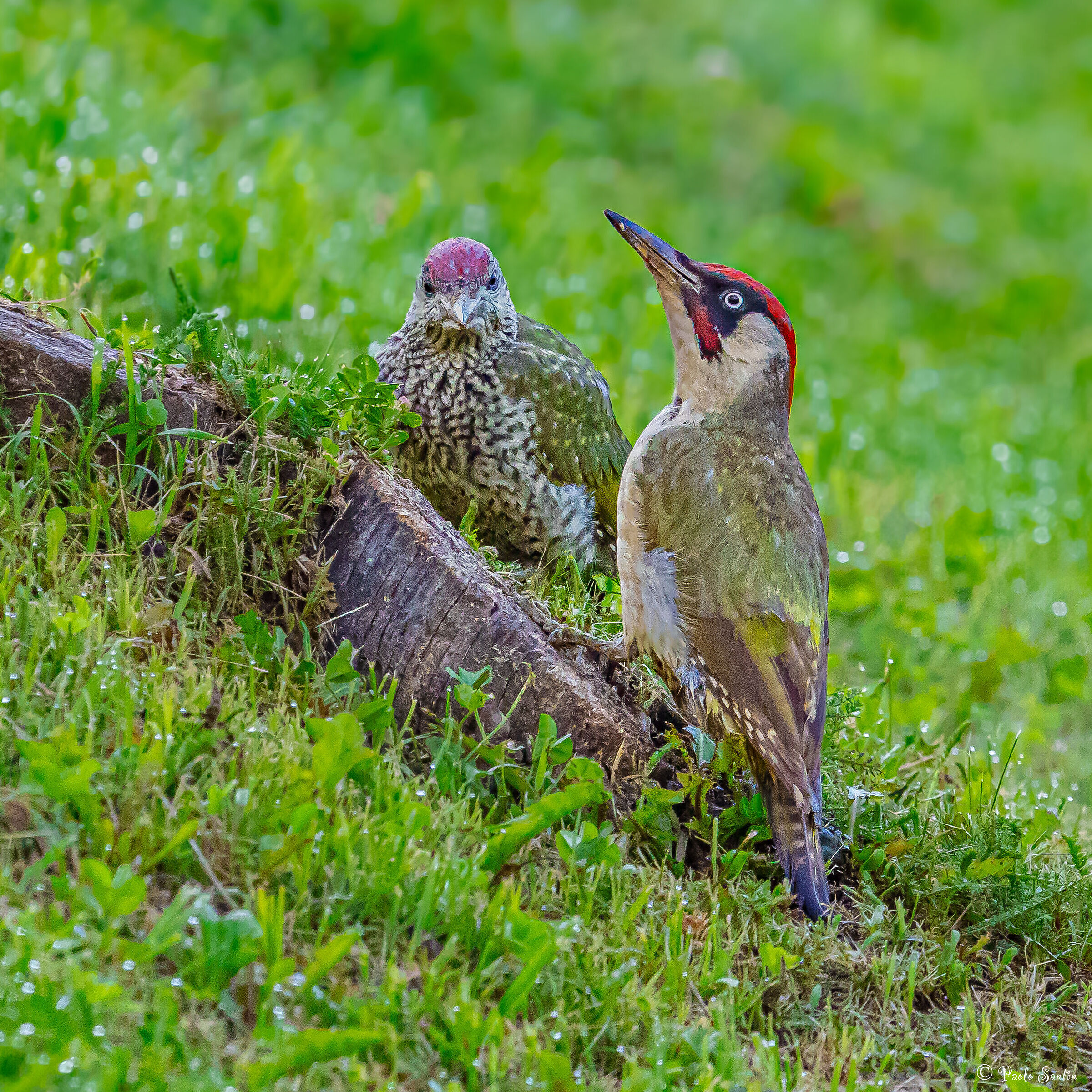 Male green woodpecker with baby