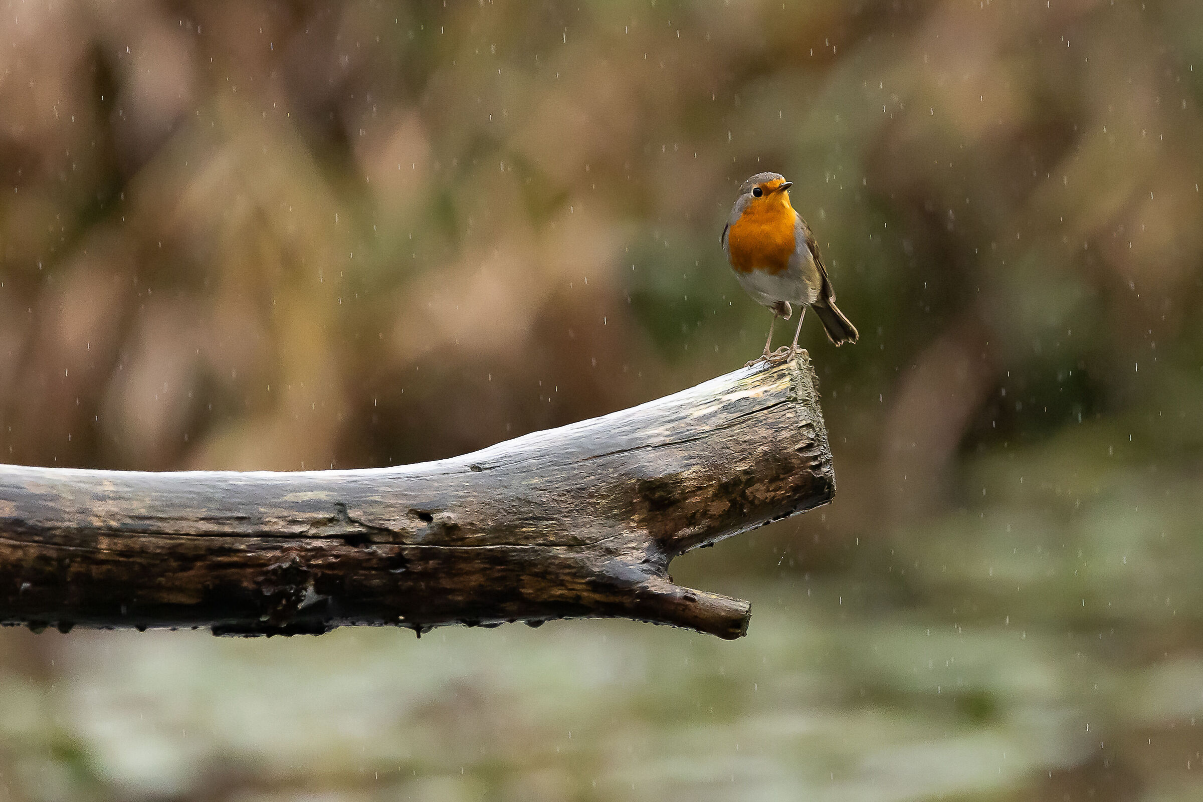 robin
