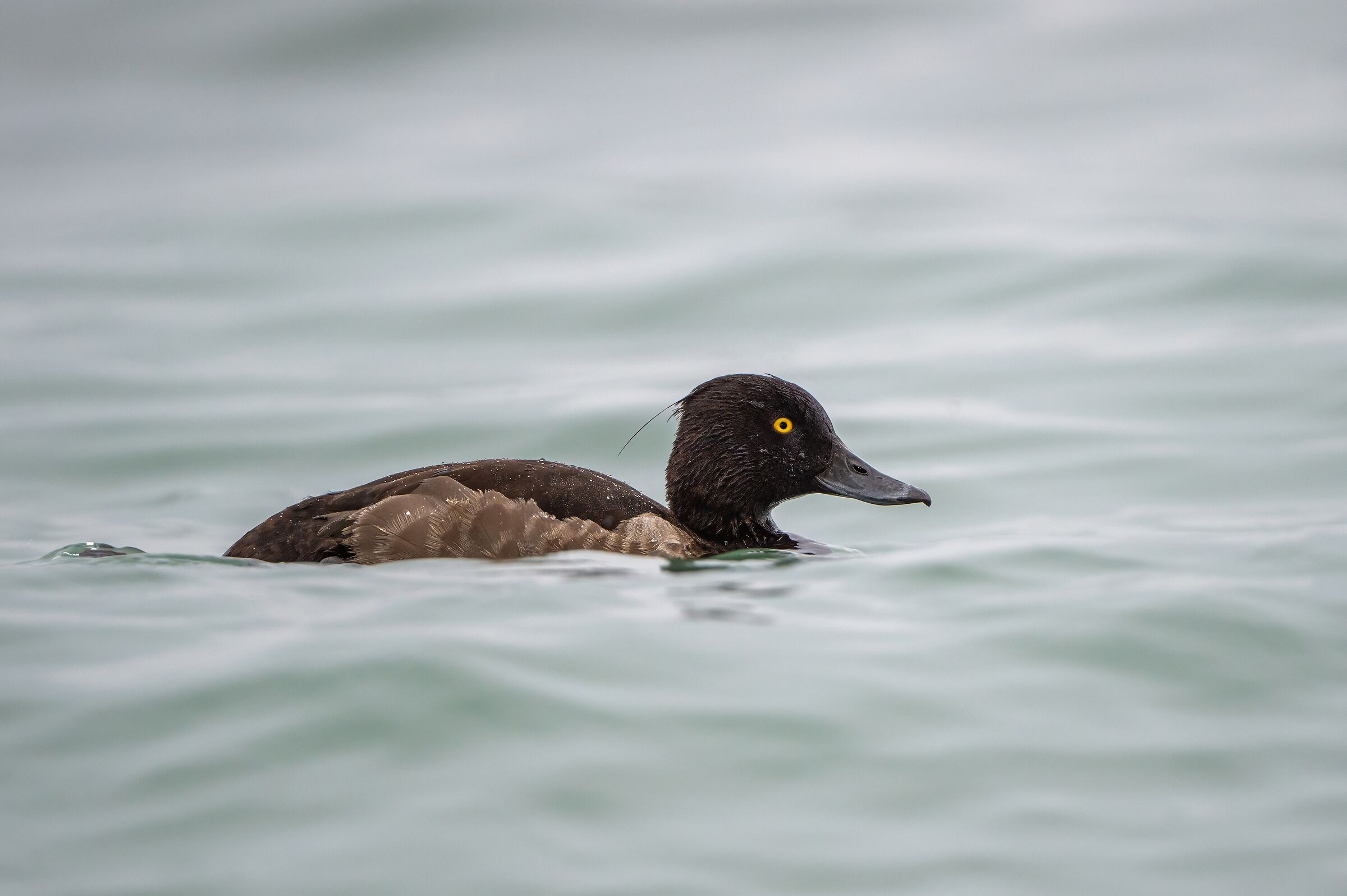 Moretta in eclipse phase