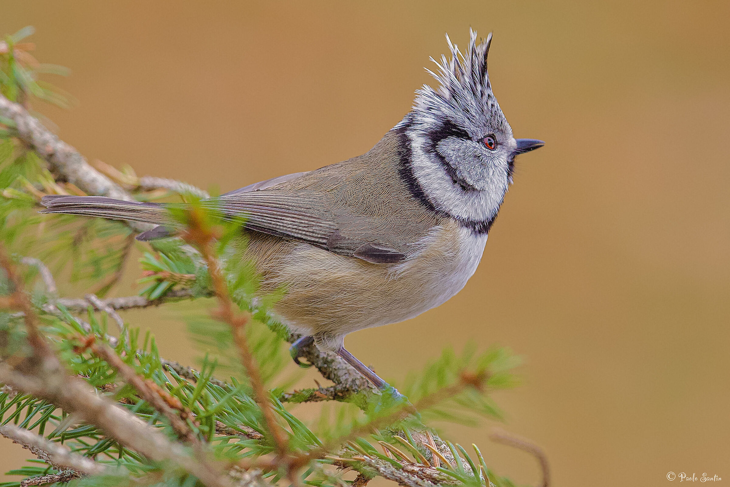 The beautiful Tufted