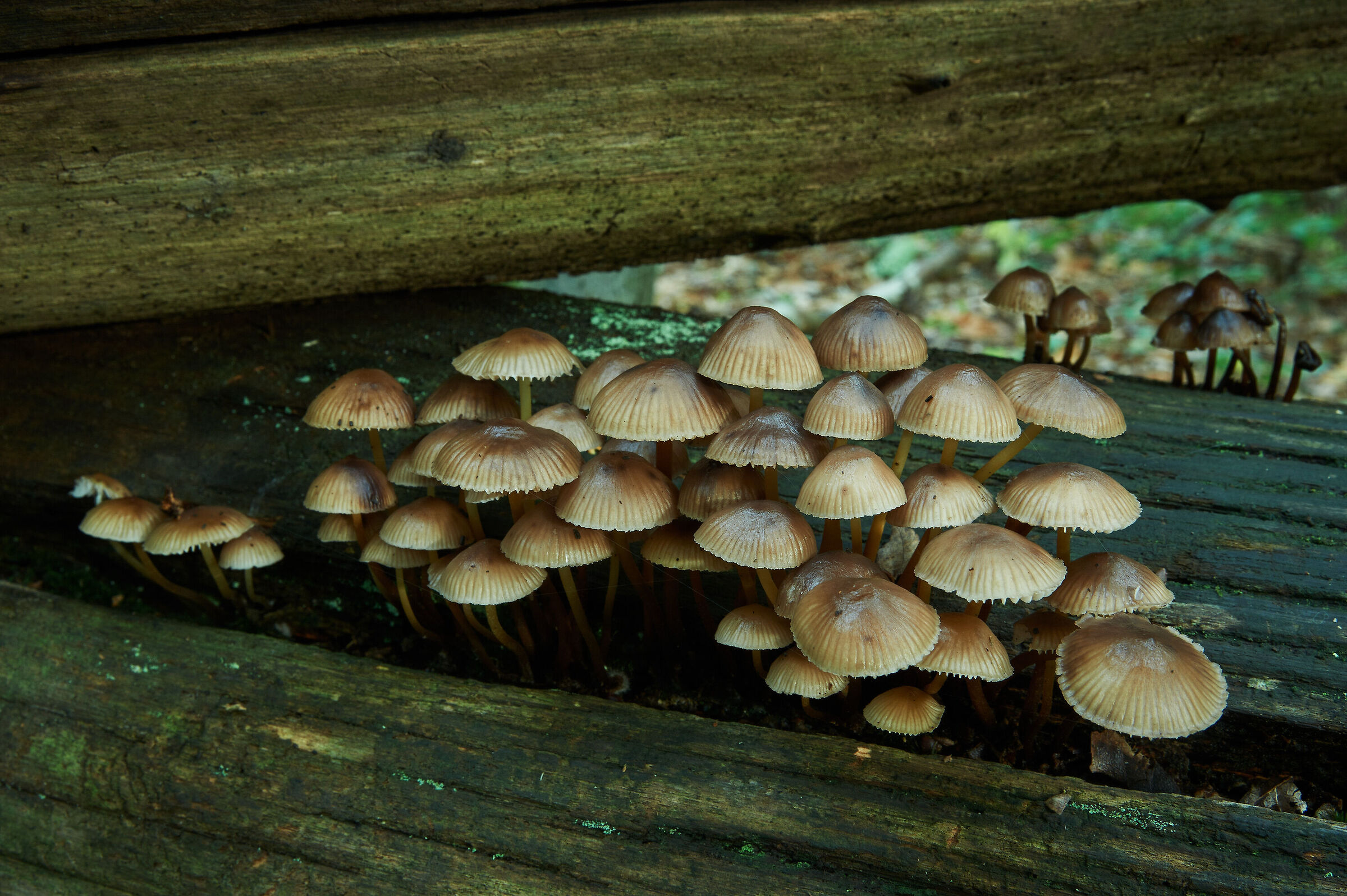Tilted Mycena