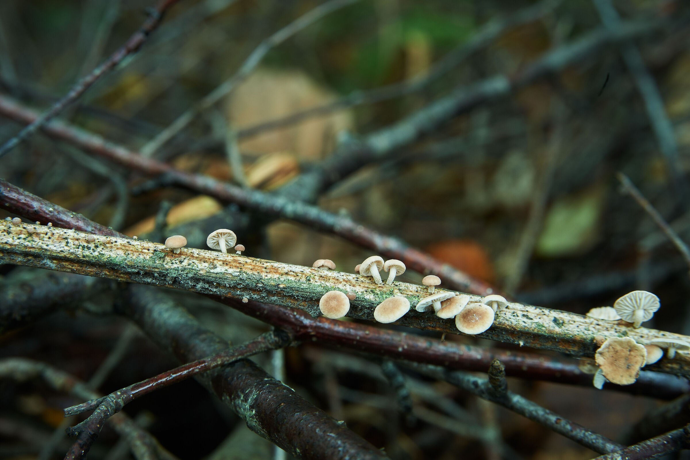 Marasmiellus ramealis