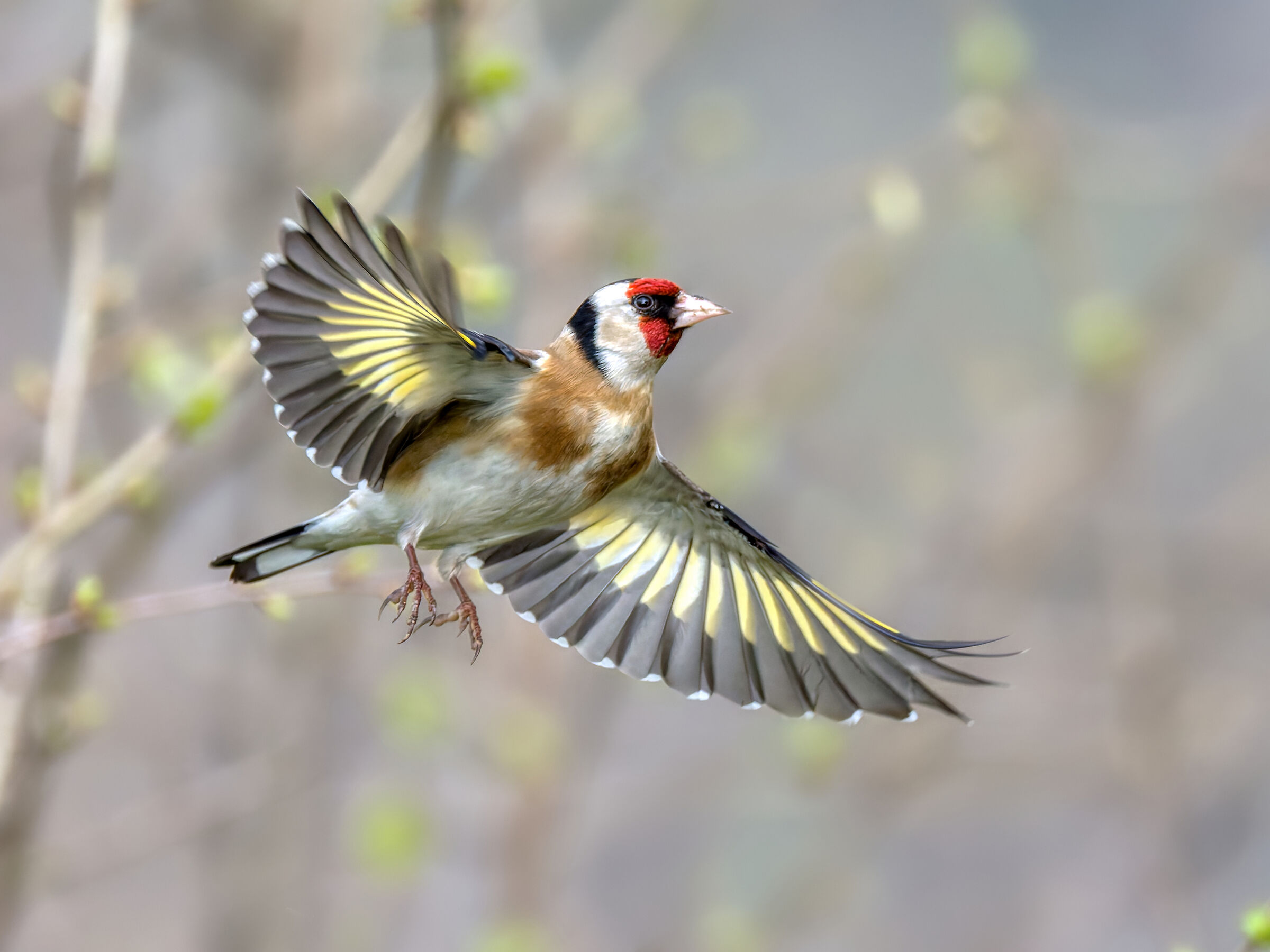 Goldfinch