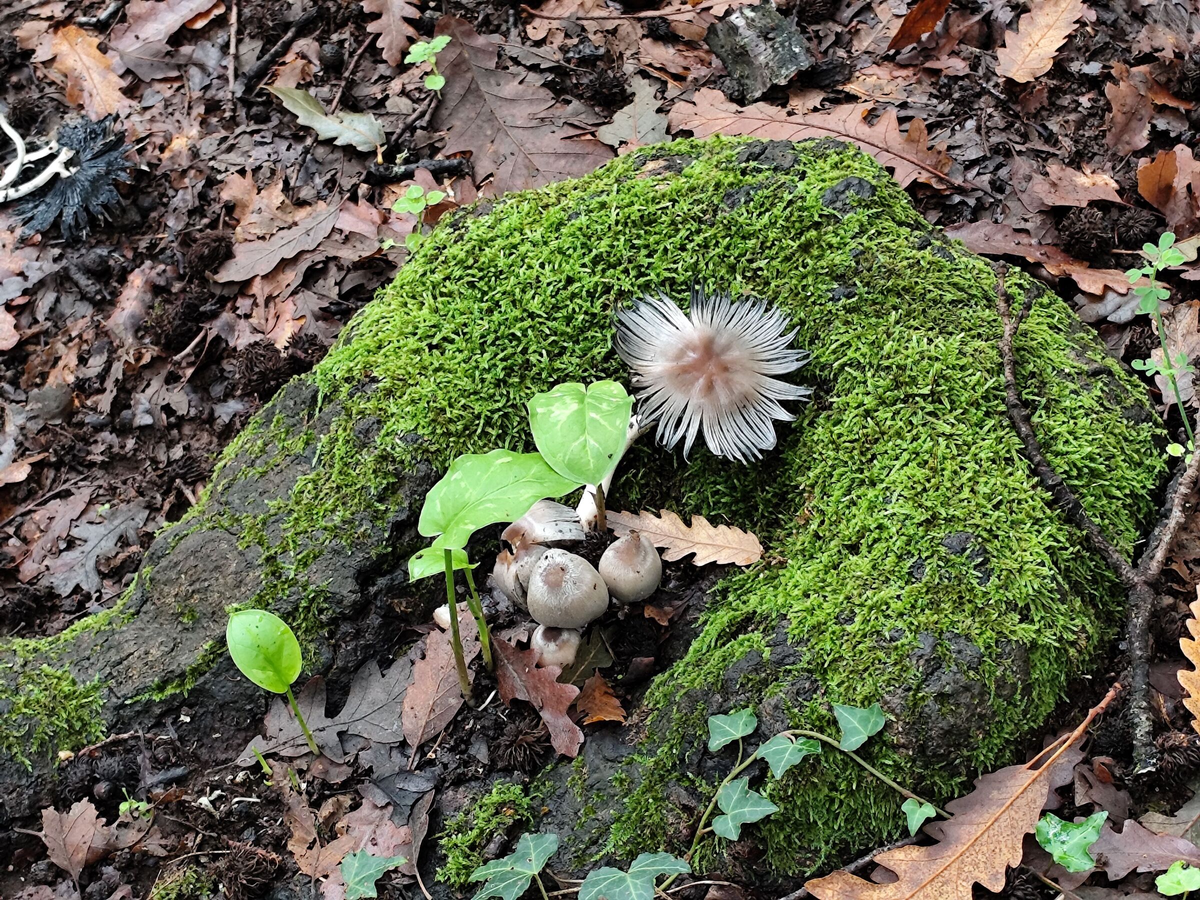 Natural compositions