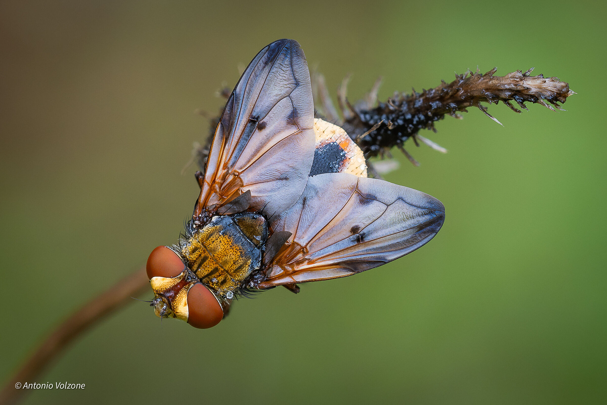 Ectophasia