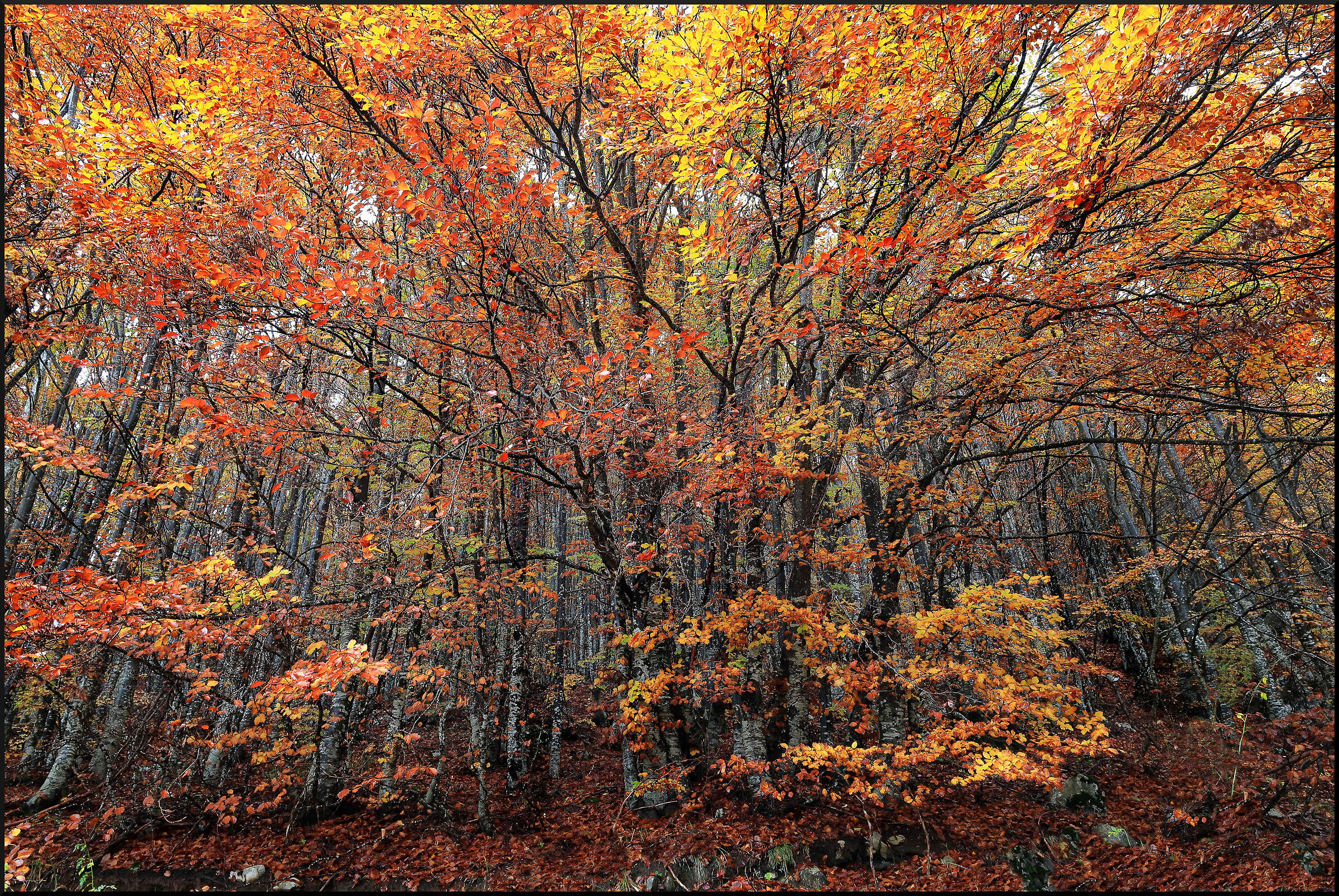 Autumn explodes...