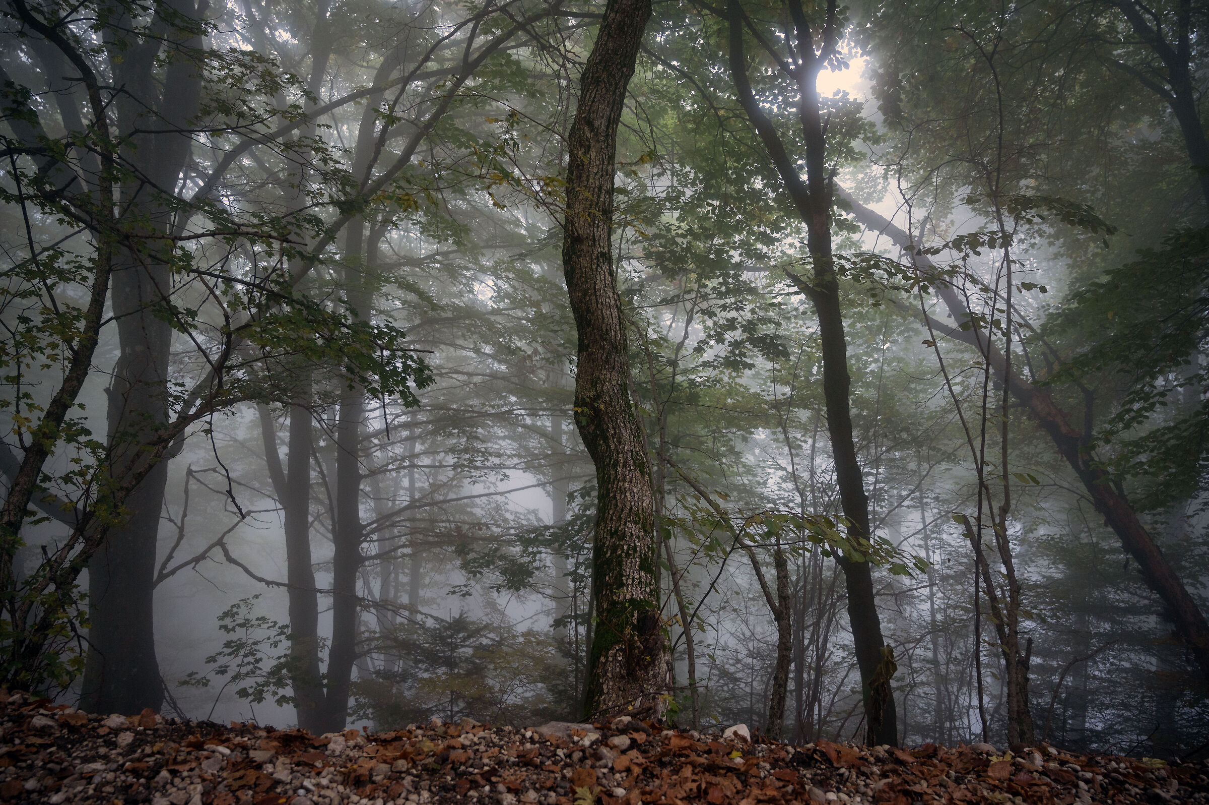 Malga IME - surroundings