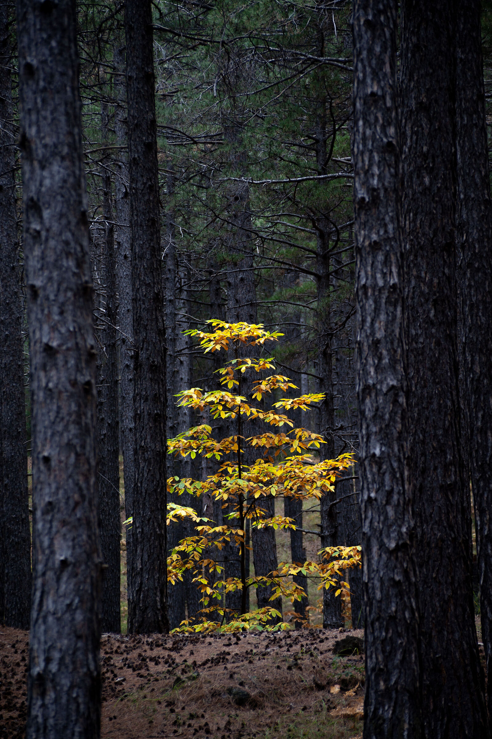 Forrest