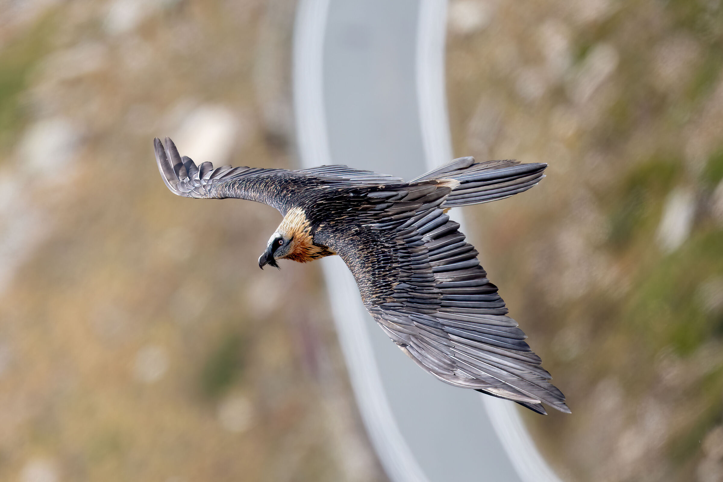 Gypaetus barbatus - Gran Paradiso National Park