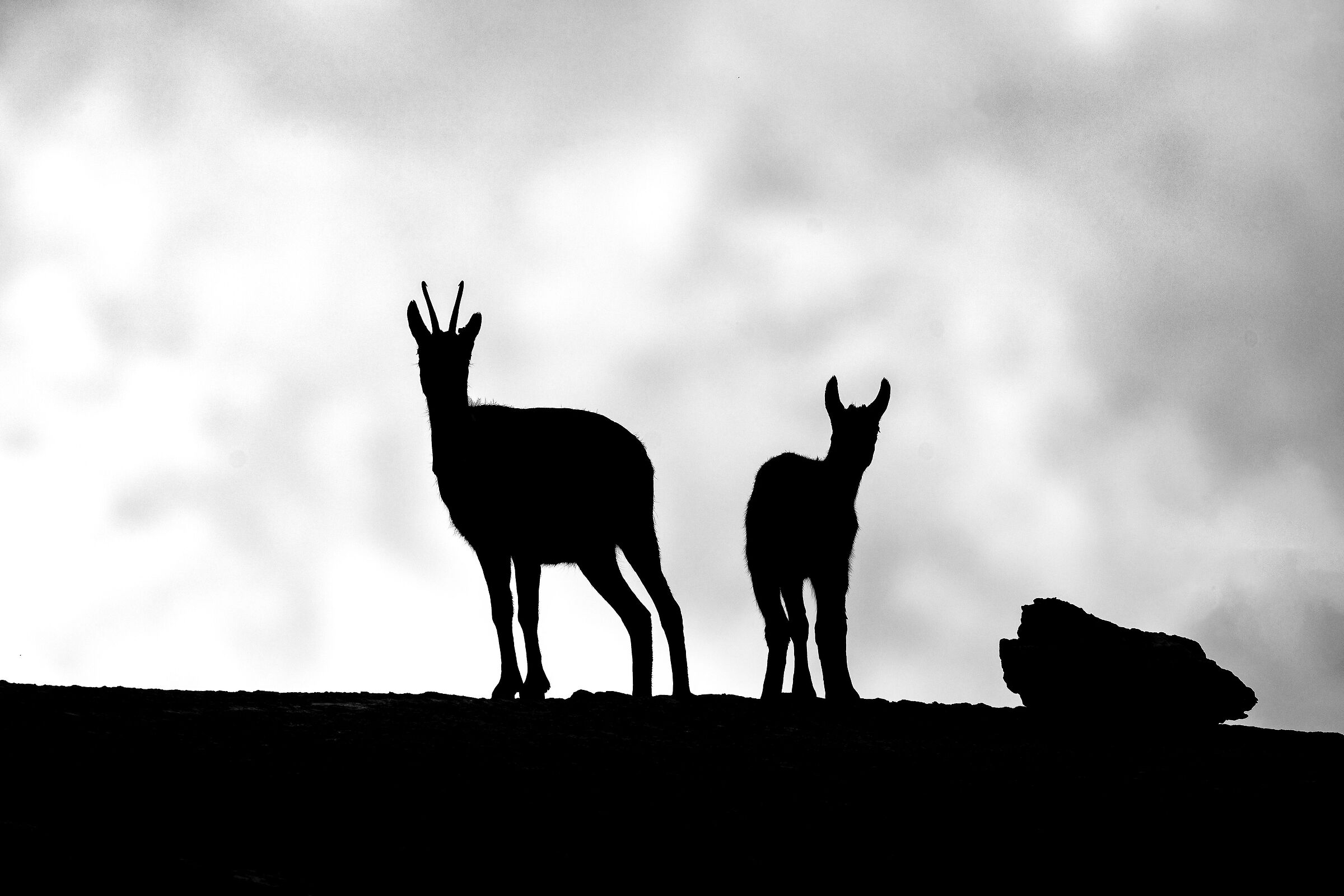 Camoscio - Parco Nazionale del Gran Paradiso