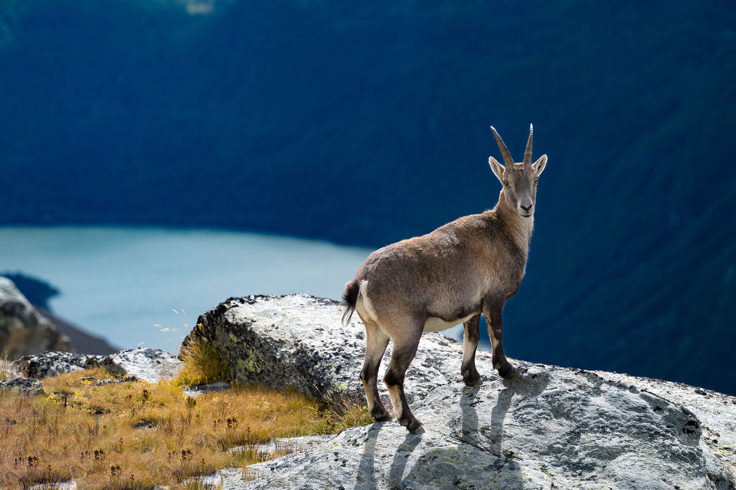 Stambecco - Parco Nazionale del Gran Paradiso