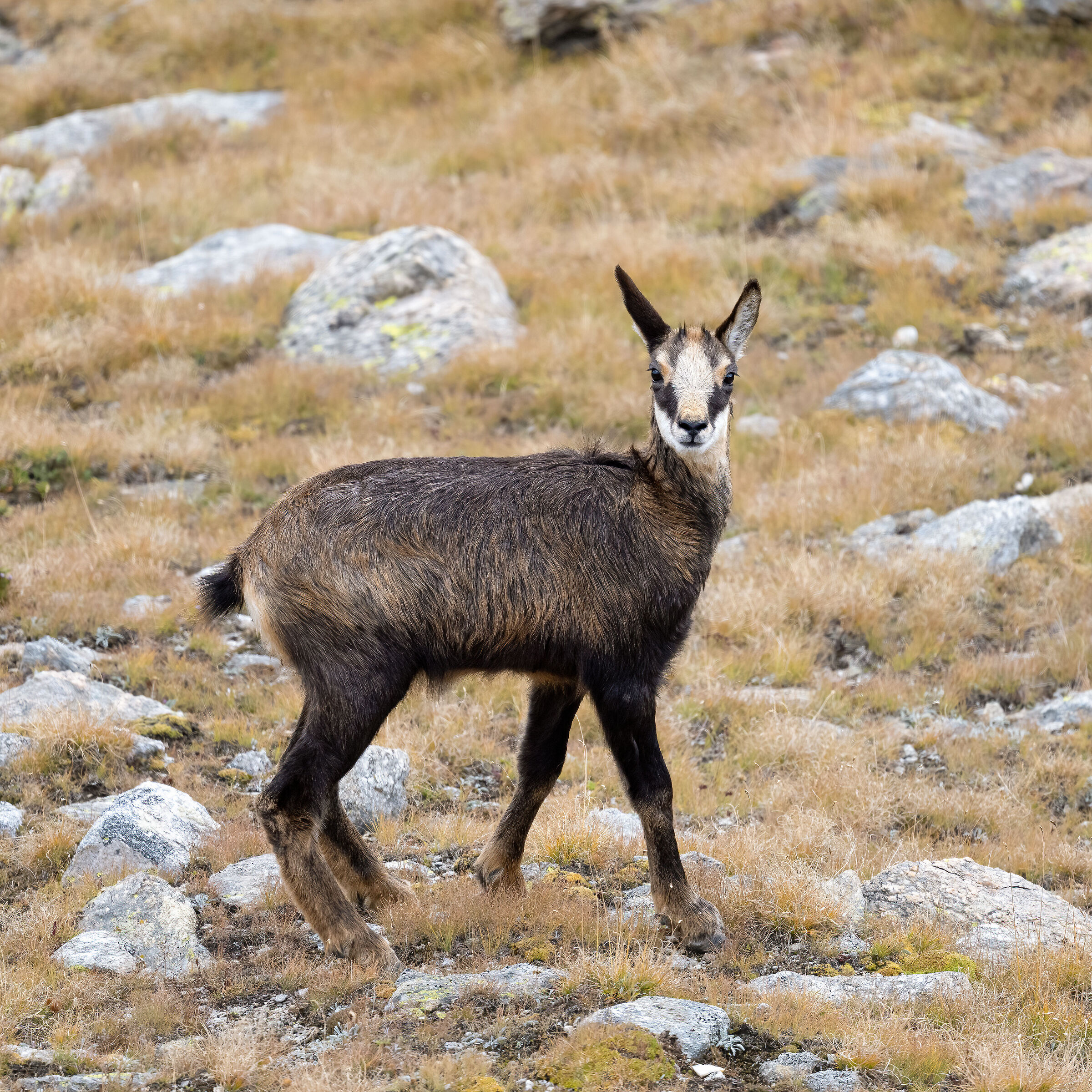 Camoscio- Parco Nazionale del Gran Paradiso