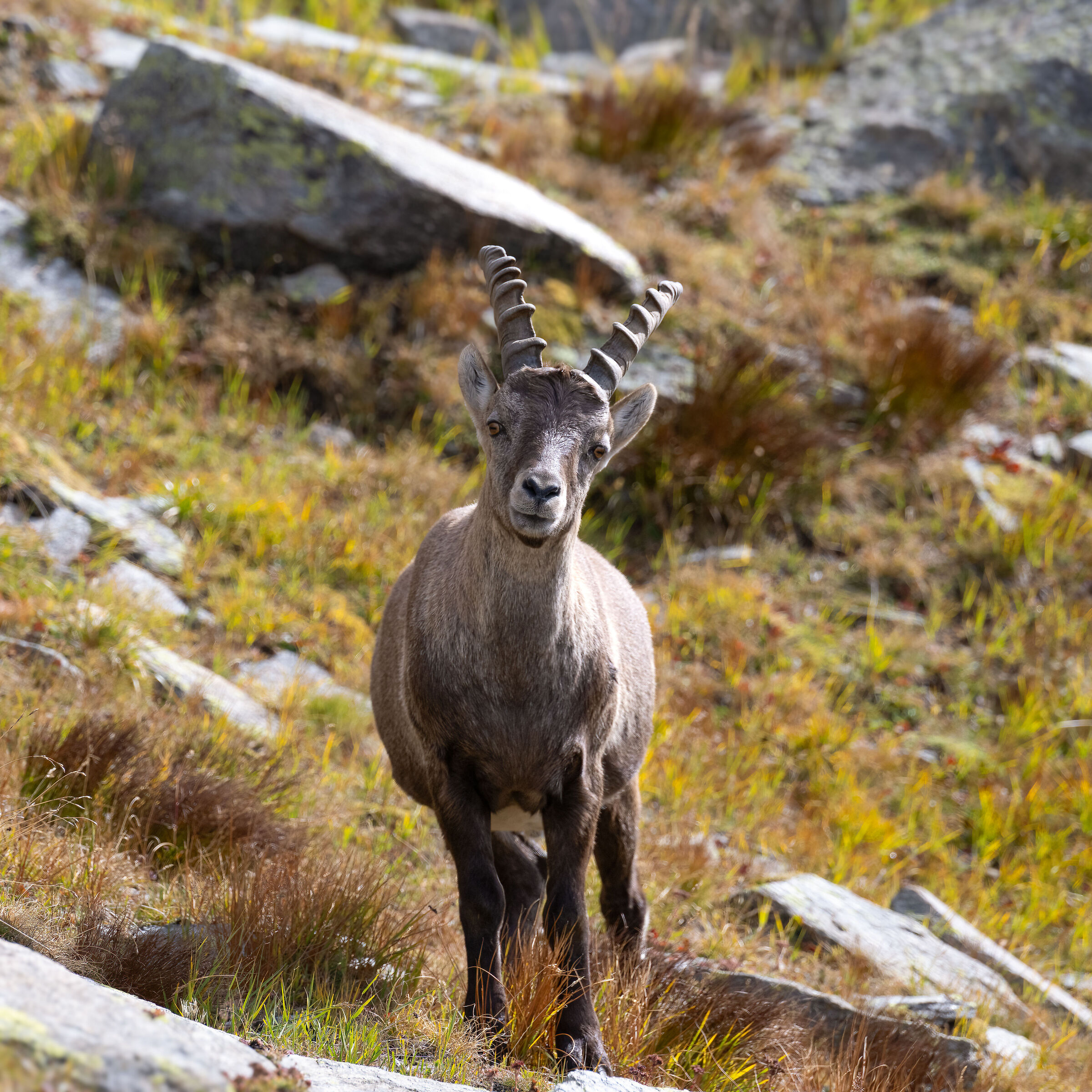 Stambecco - Parco Nazionale del Gran Paradiso